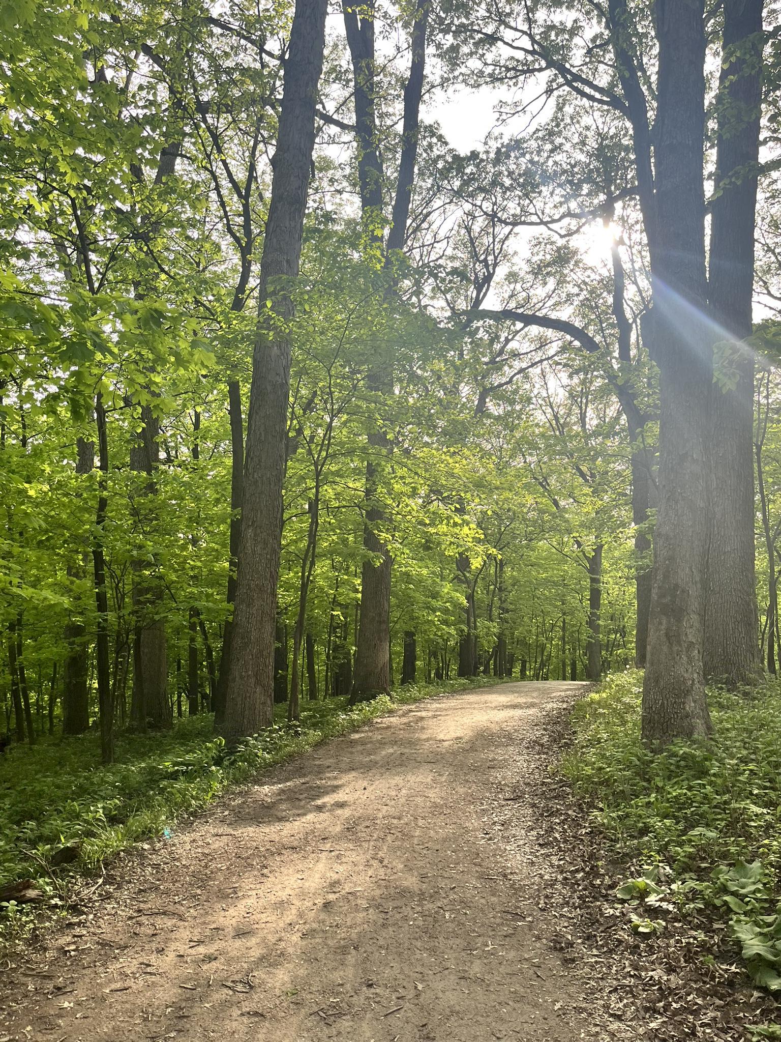 Sunlit dirt path winding through a vibrant green forest with tall trees.