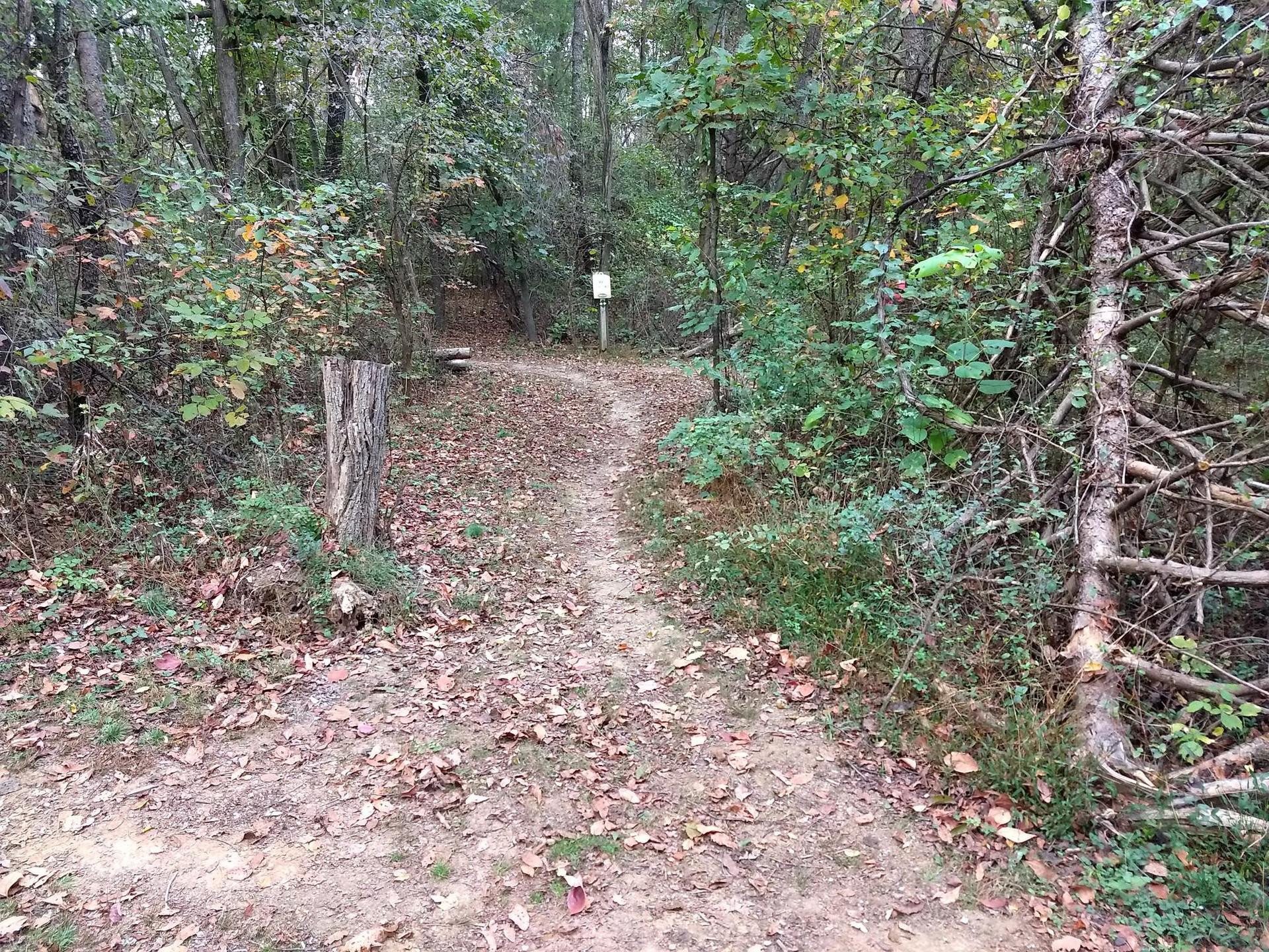 A winding dirt path through a green, leafy forest on an overcast day.