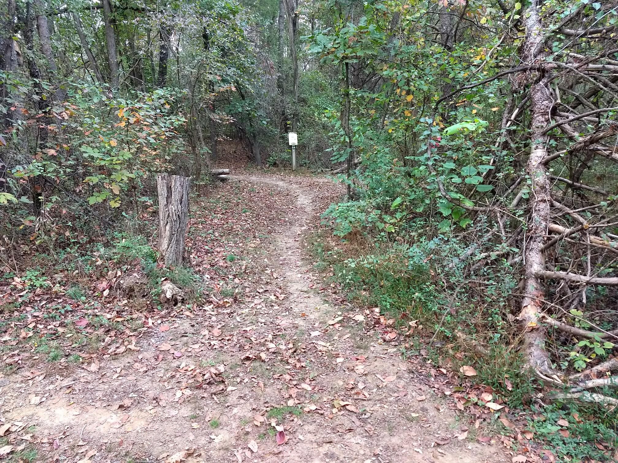 A winding dirt path through a green, leafy forest on an overcast day. - Montgomery Hall Park – Mount Sidney loop from Staunton