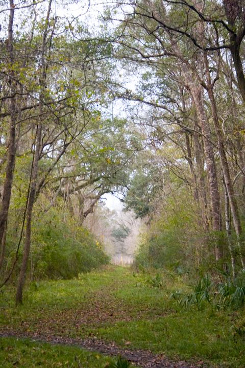Misty, overgrown forest path winding through tall trees with green foliage.