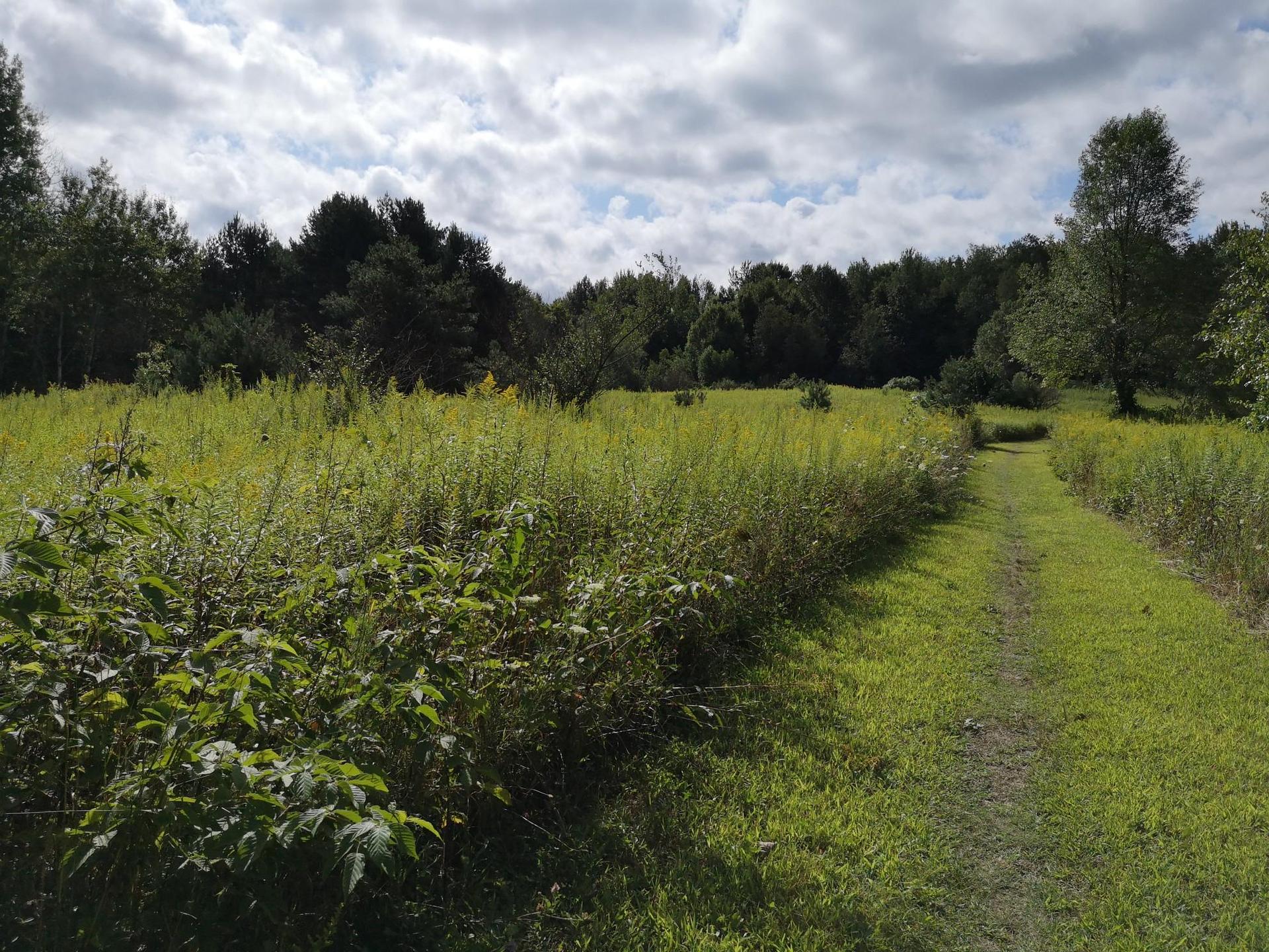 Grassy path winding through a sunlit field with tall plants and trees.