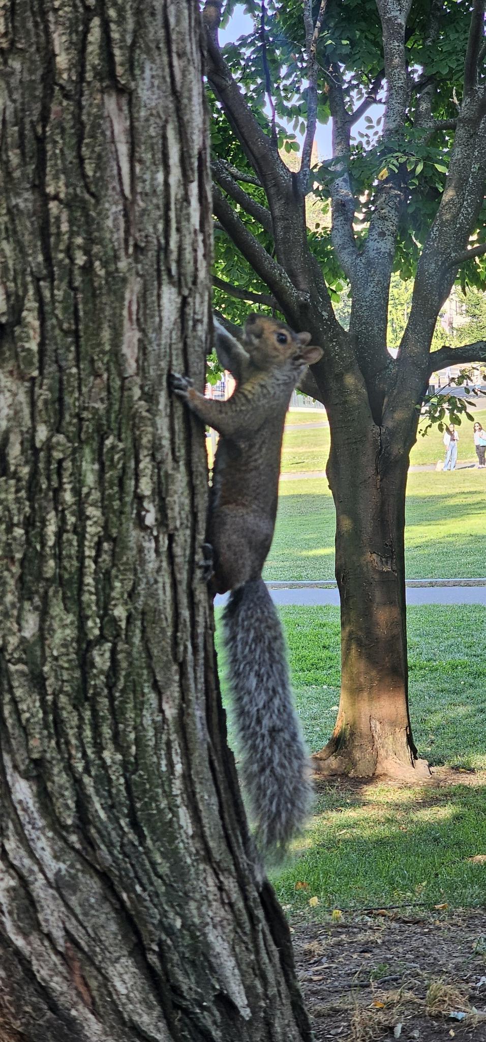 A squirrel with a bushy tail climbing up a tree trunk in a park.