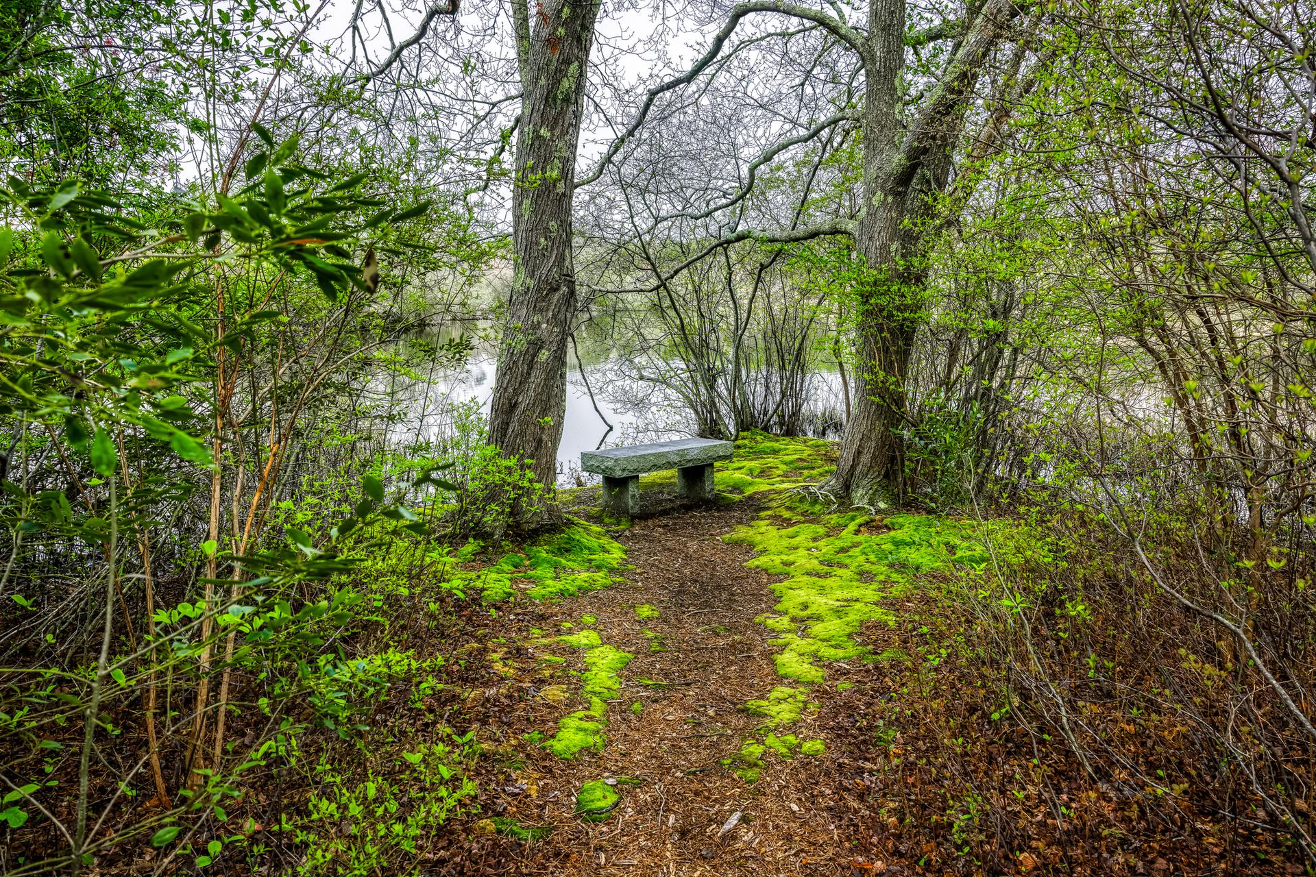 A stone bench on a mossy path overlooks calm water, surrounded by trees.