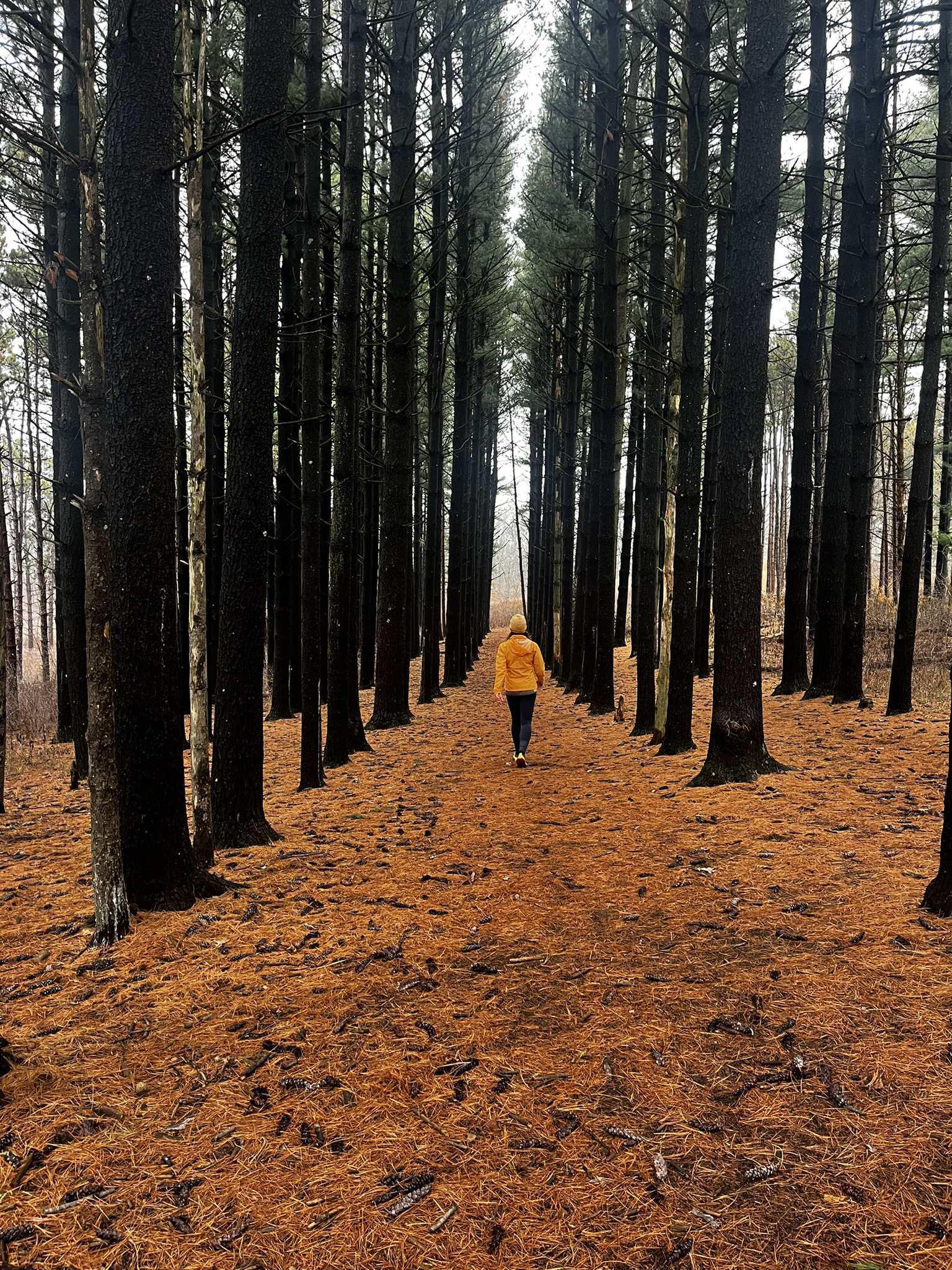 Person in yellow jacket walking through a dense forest of tall trees.