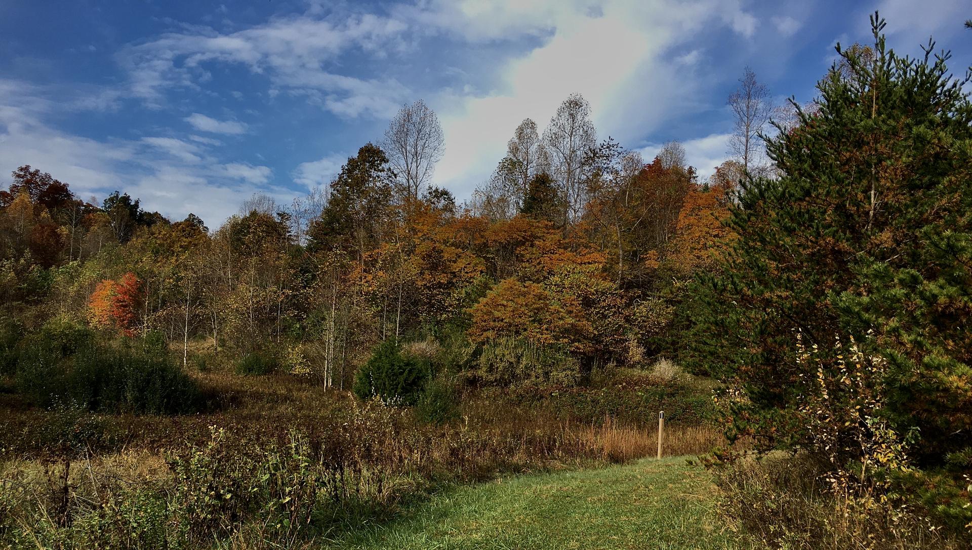 A grassy path leads into a vibrant autumn forest under a cloudy sky.