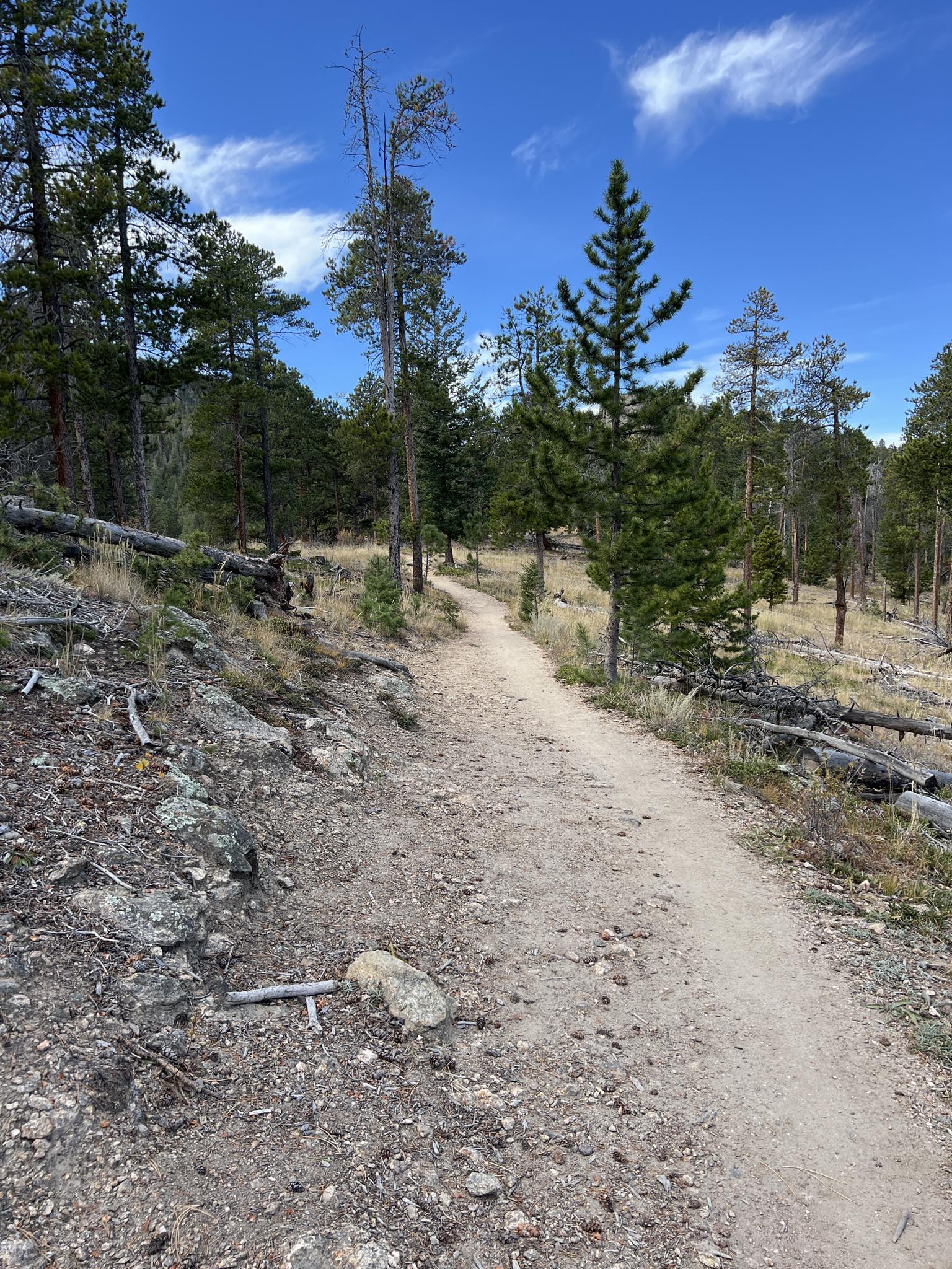 A winding dirt trail through a sunlit forest with fallen trees.