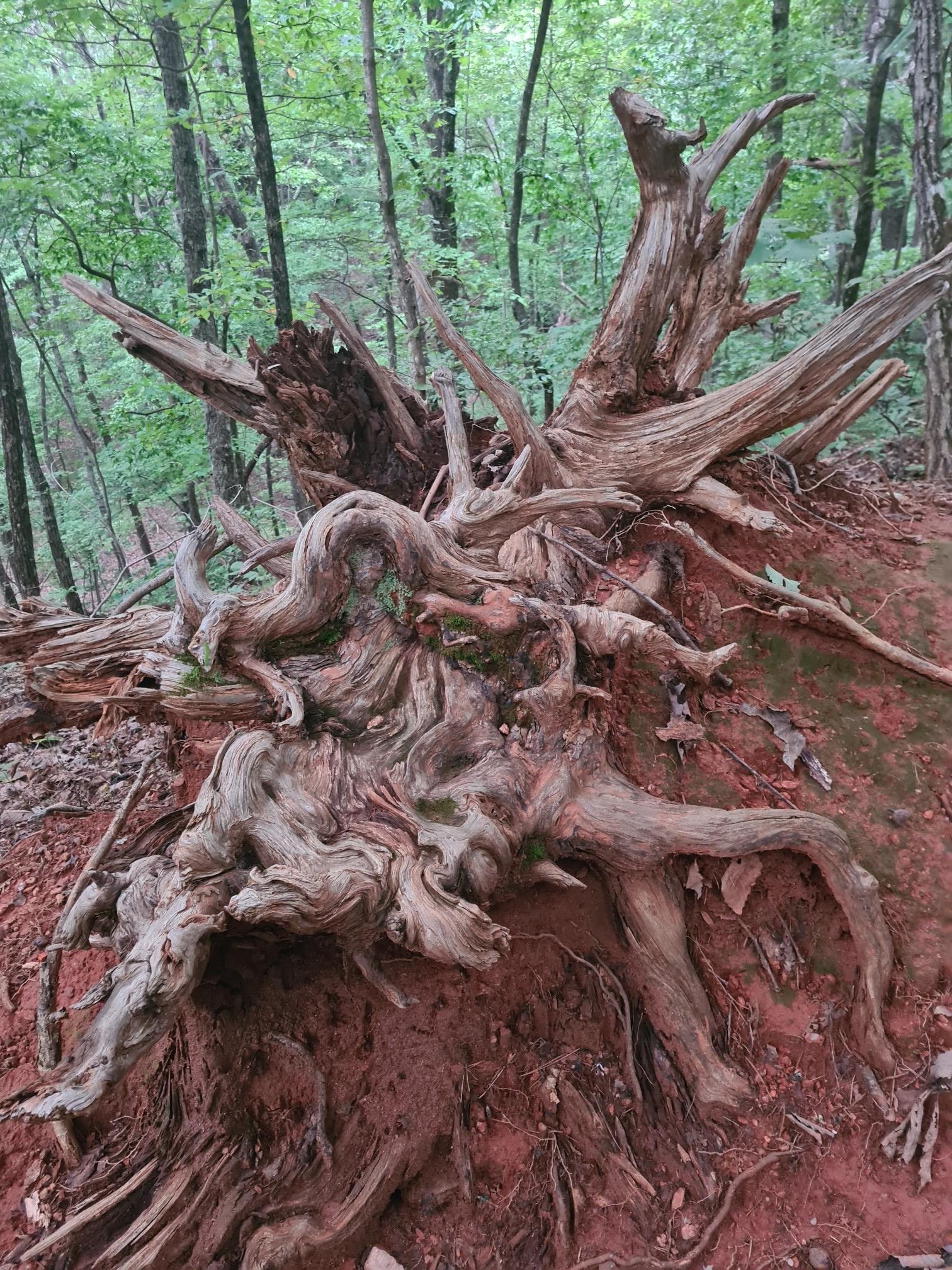 Massive gnarled tree roots and stump on red forest soil, surrounded by green trees.