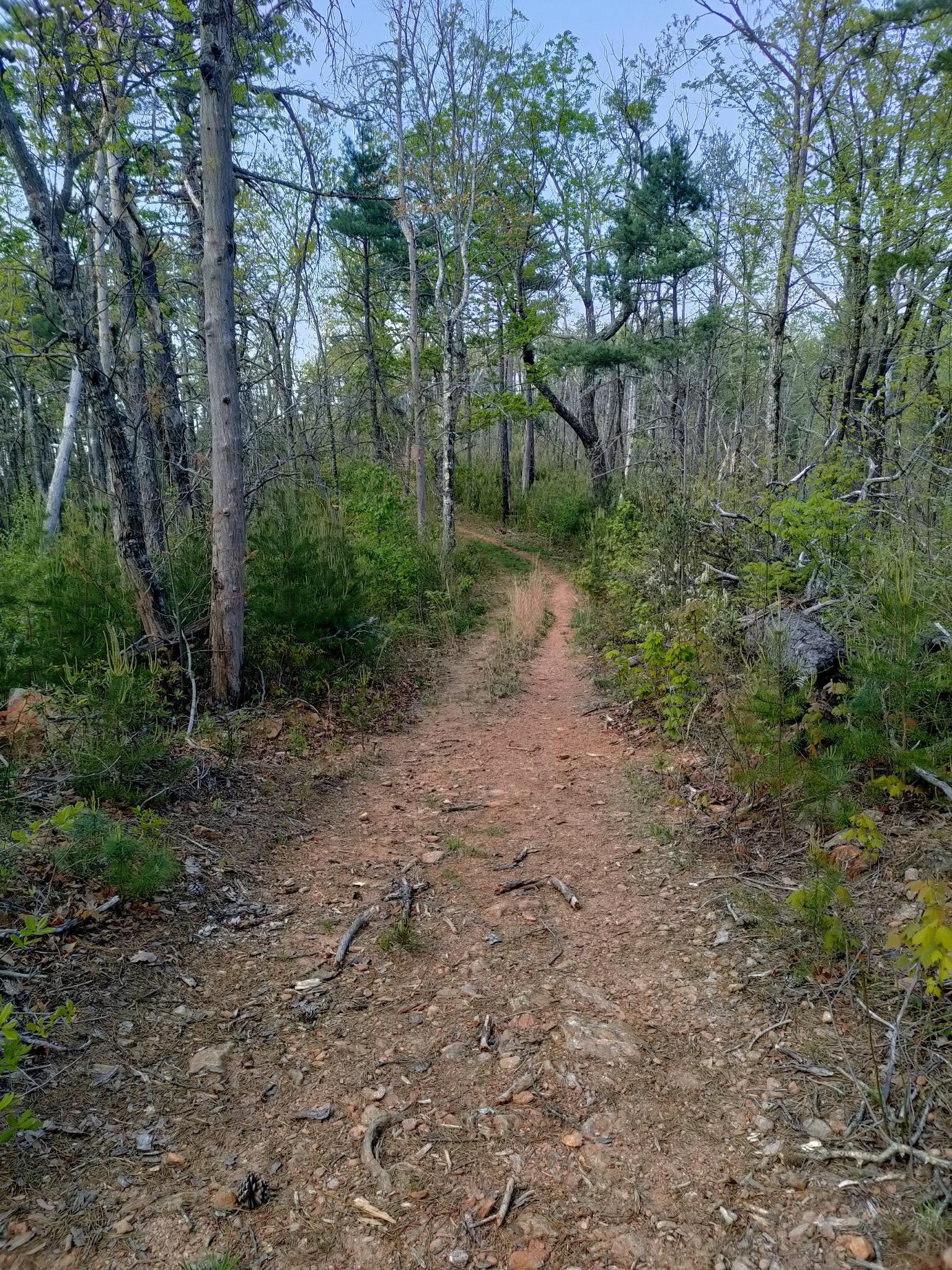 A narrow dirt trail leading into a dense, sun-dappled forest.