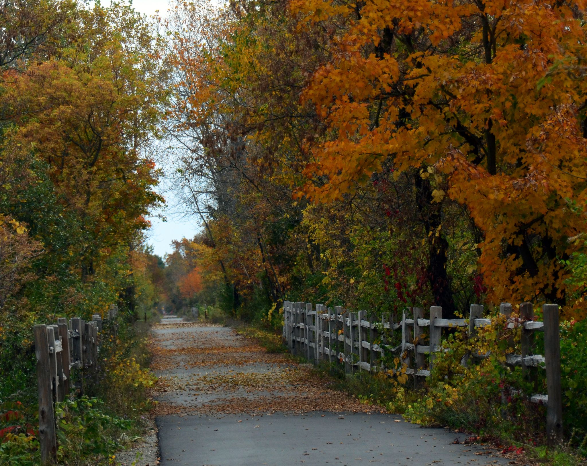 A paved path covered in autumn leaves, flanked by colorful trees and fences. - Flint River Trail