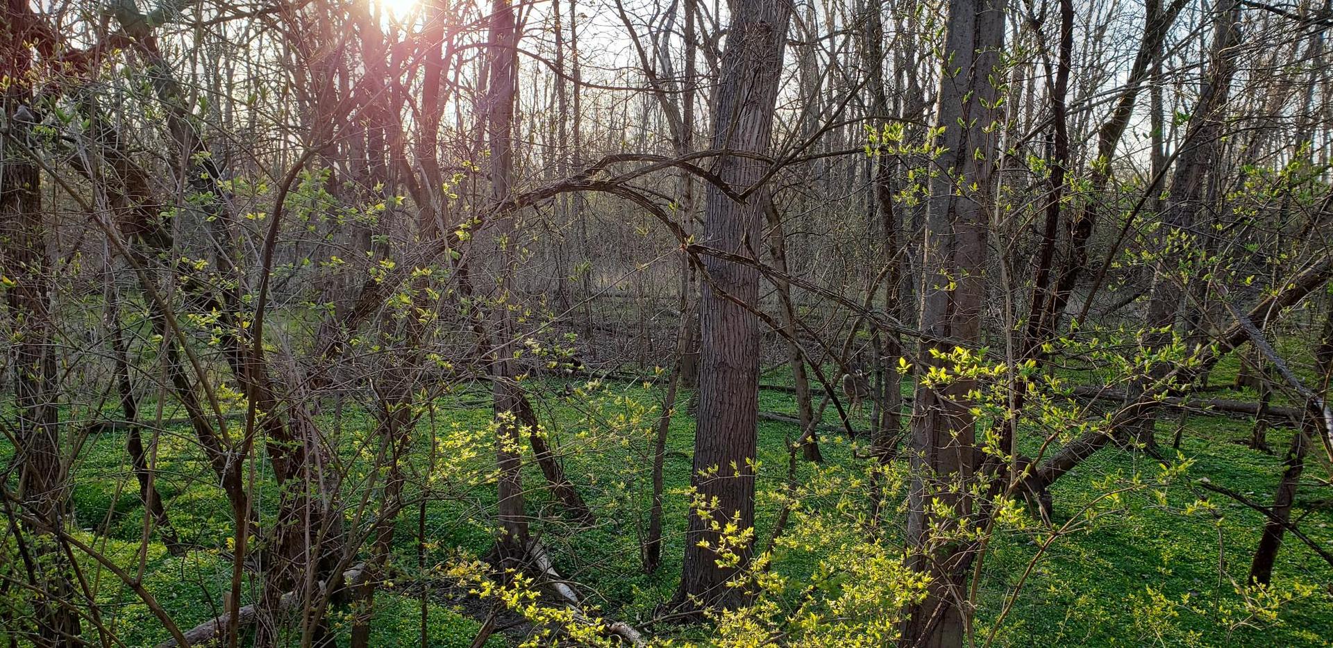 Sunlight streams through a forest with bare trees and vibrant green undergrowth.