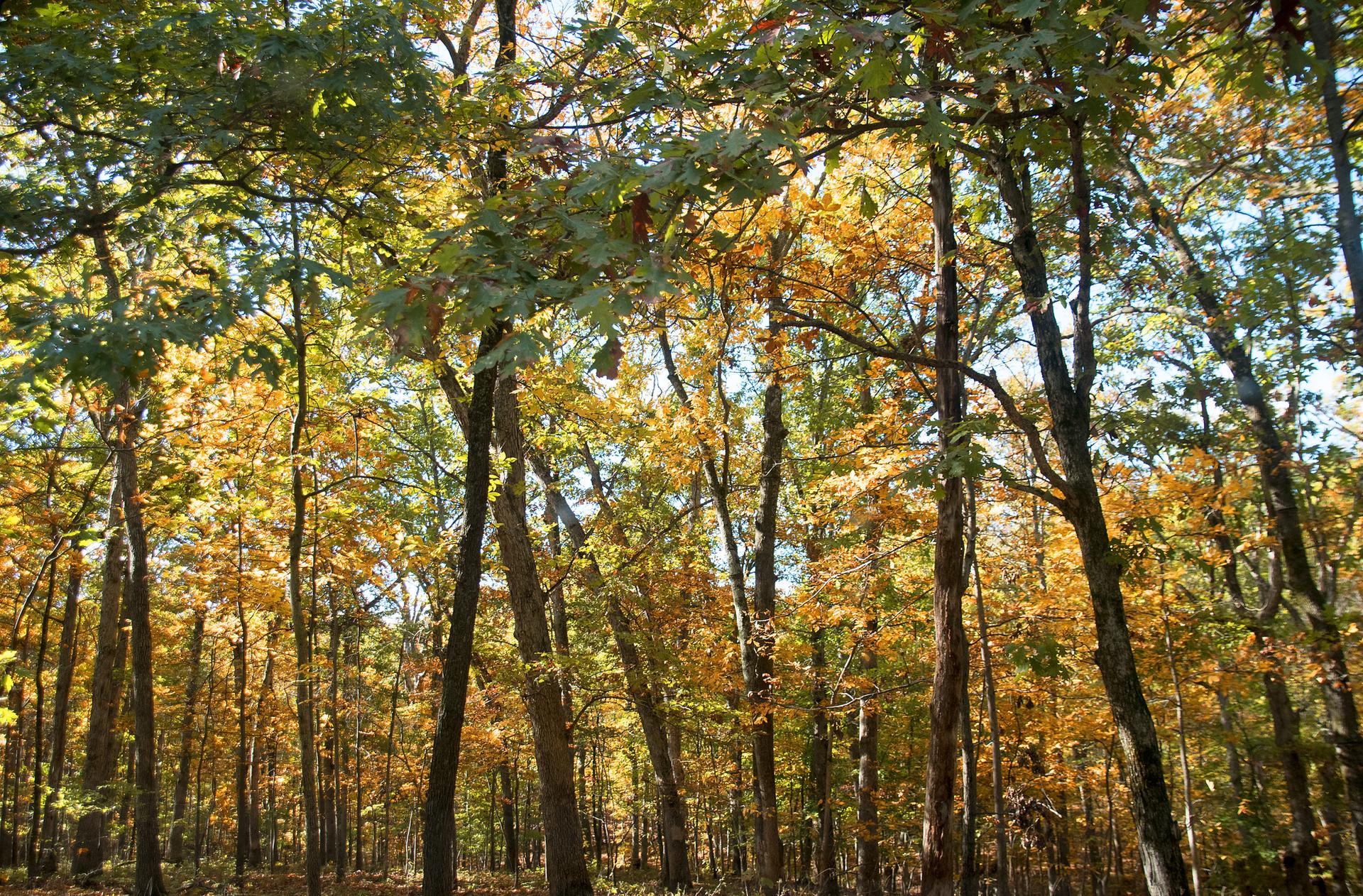 Sunlit forest with tall trees displaying vibrant yellow and green autumn foliage.