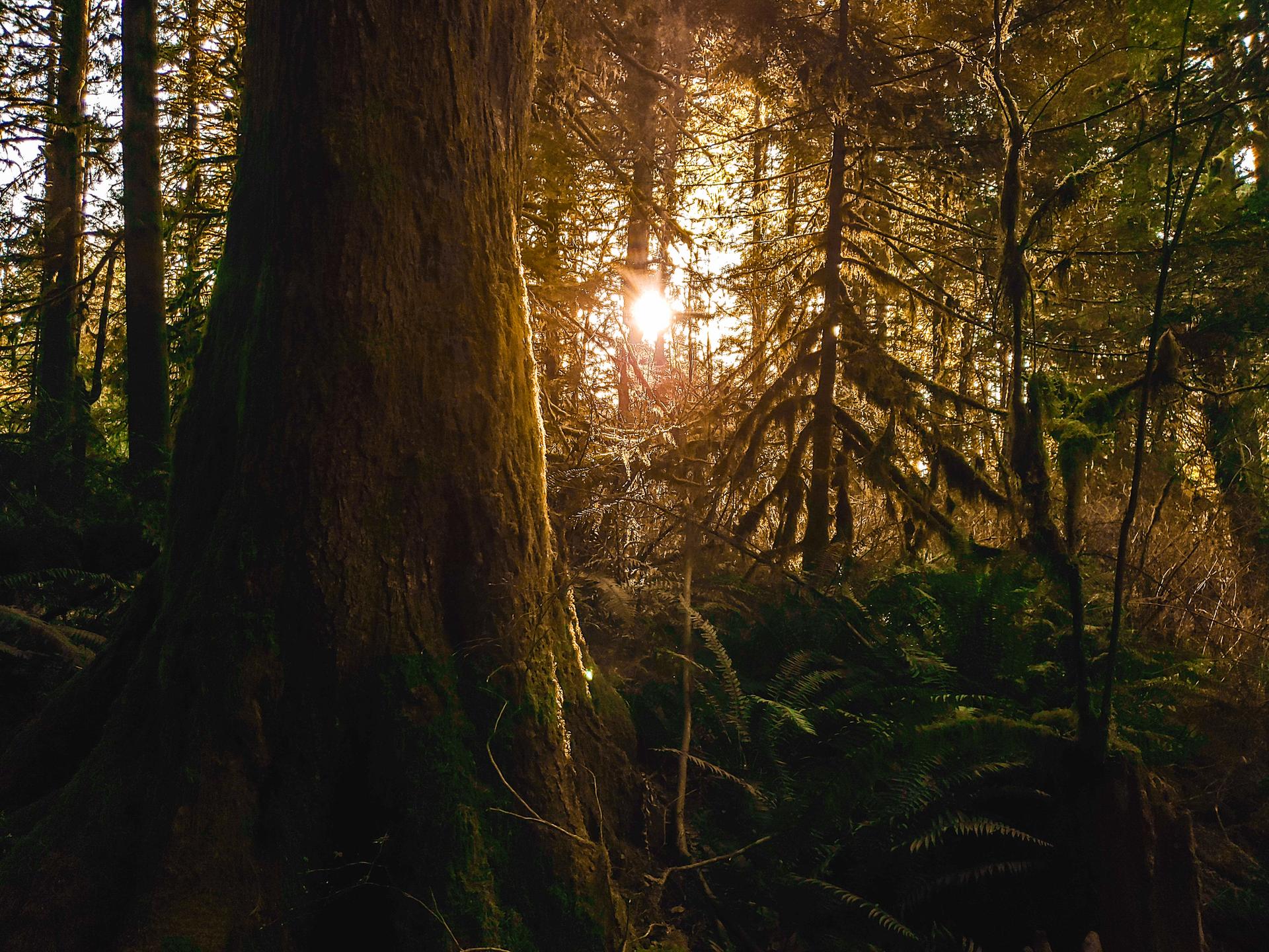 Golden sunburst illuminates a dense, mossy forest with large tree trunks.
