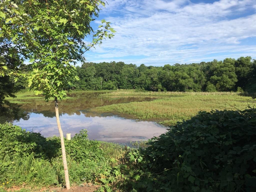 Sunny view of a calm pond surrounded by green marsh and forest.