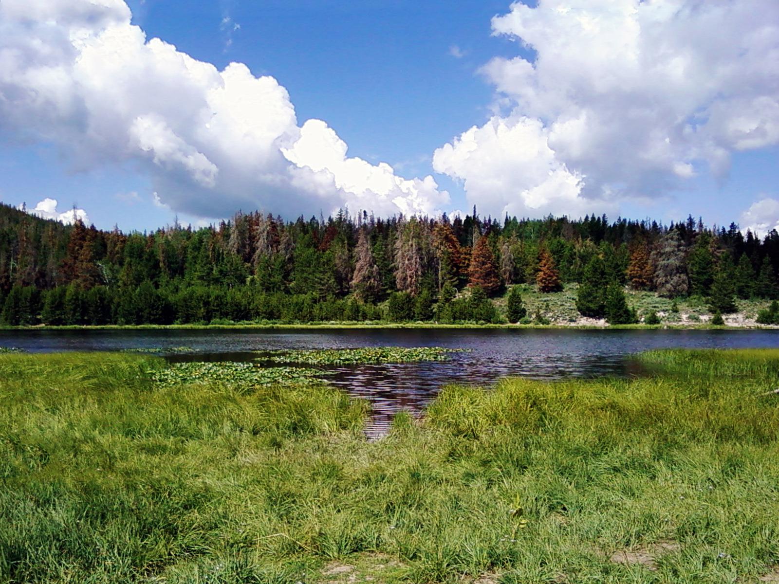 A lake with lily pads, surrounded by green grass and a dense forest.