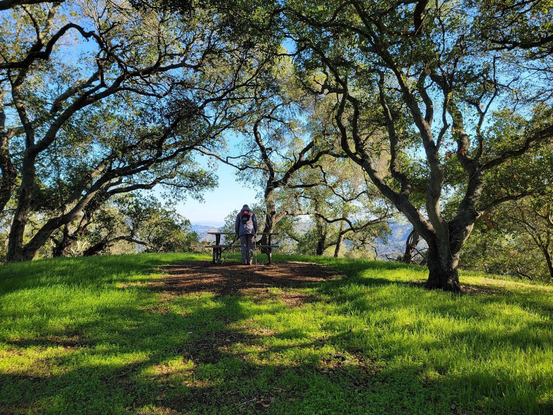 Person stands under large gnarled trees in a sunny, grassy clearing.