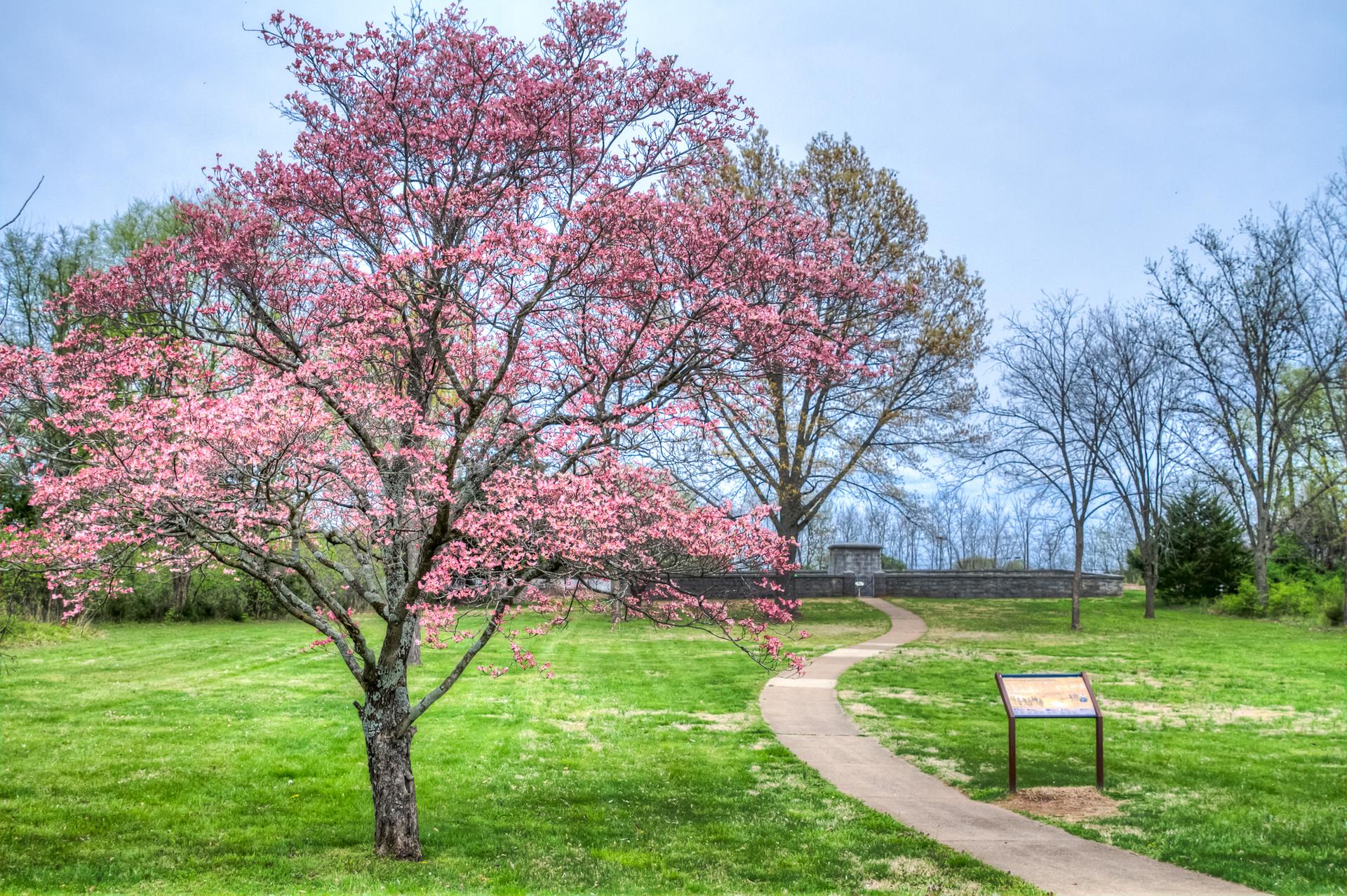 Vibrant pink flowering tree next to a winding path in a green field.