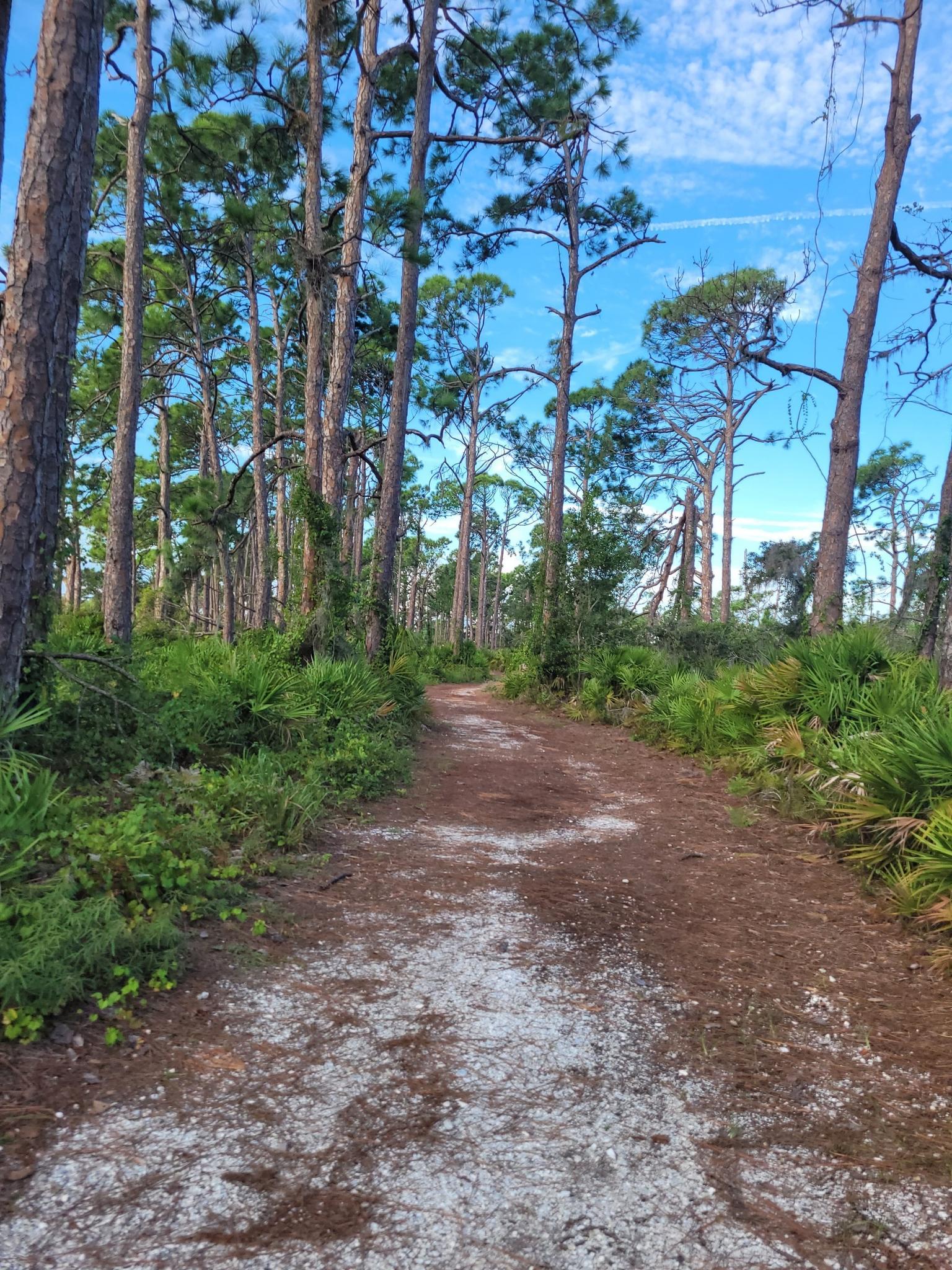 A dirt path winds through a sunlit pine forest under a blue sky.