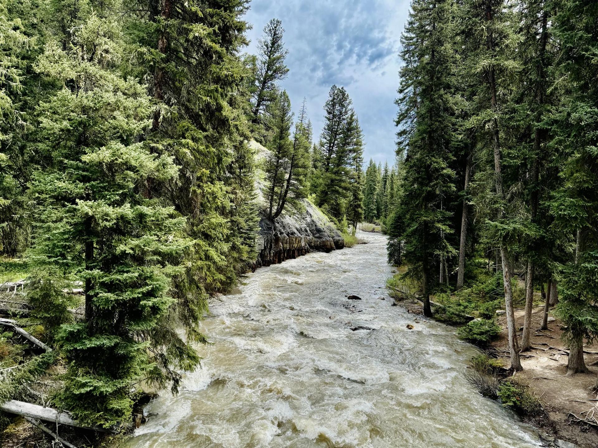 A fast-flowing river winds through a dense pine forest under an overcast sky.