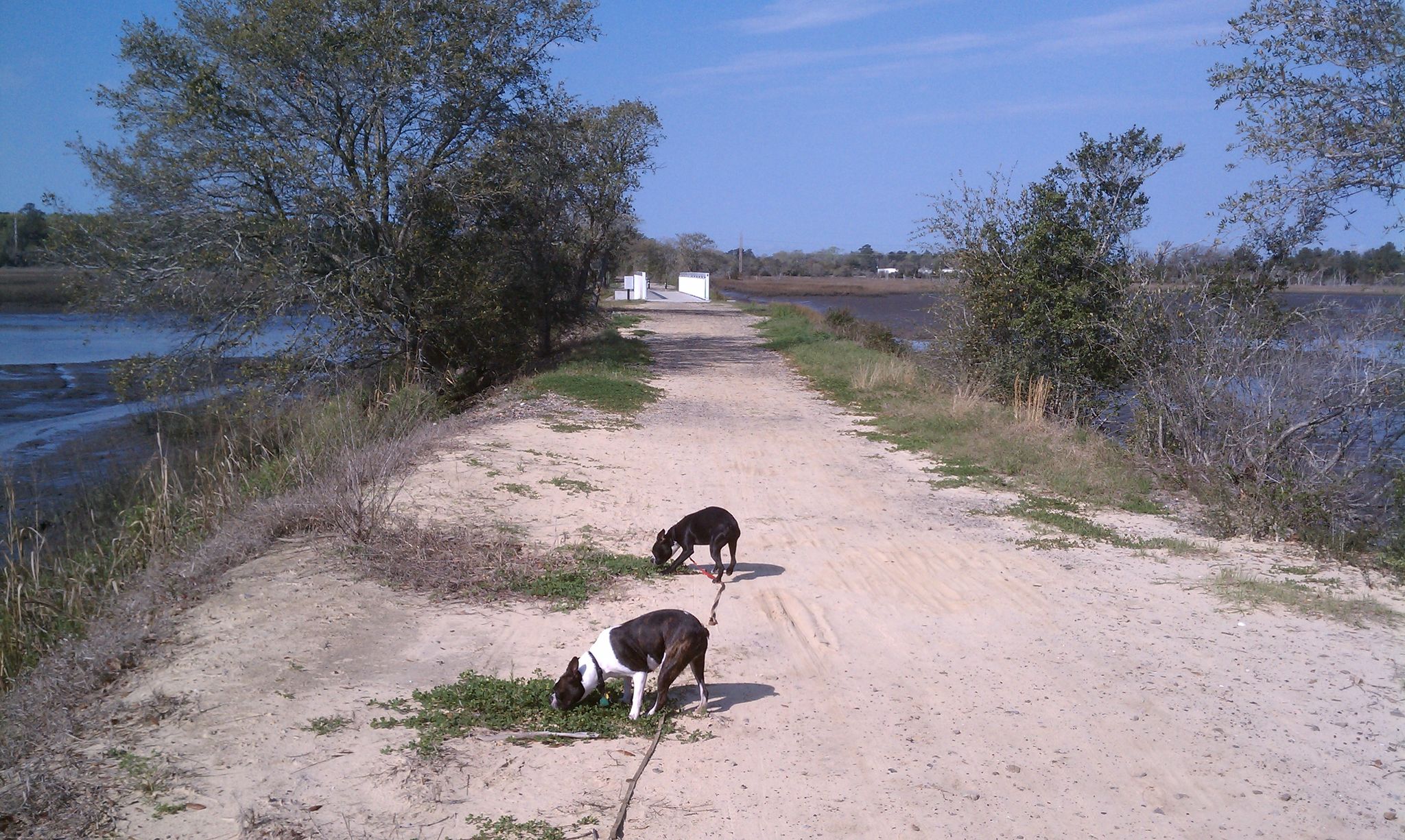 Two dogs on leashes sniffing a sunny dirt path between water bodies. - West Ashley Greenway