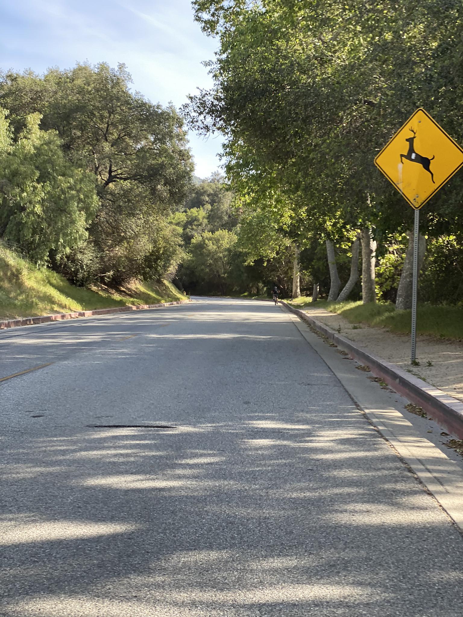 A sunny, tree-lined road with a yellow deer crossing sign.