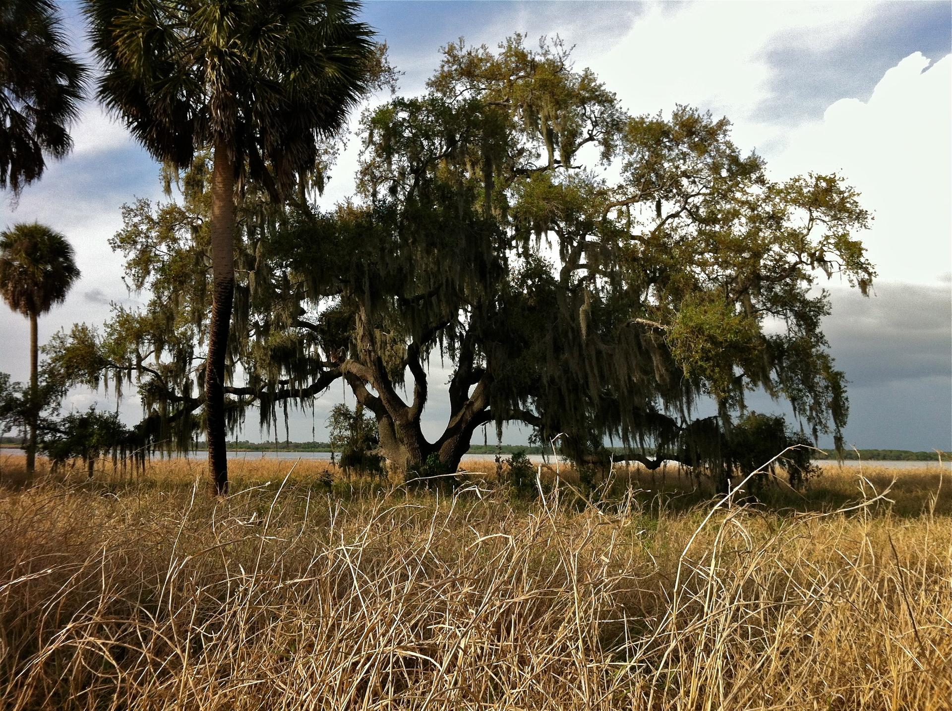 Large moss-draped tree in tall grass by water under a cloudy sky.