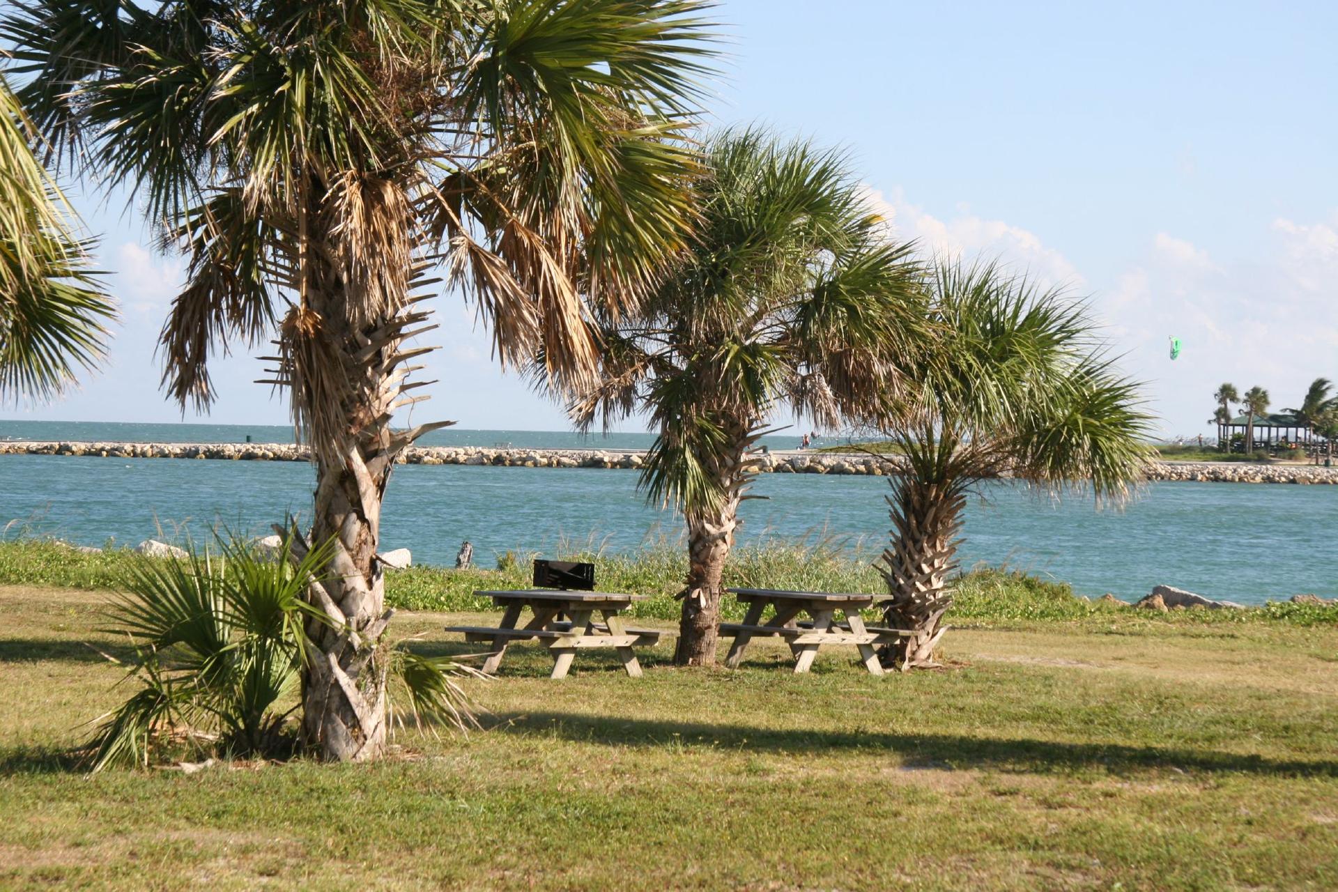 Palm trees and picnic tables on a sunny grassy bank by blue water.