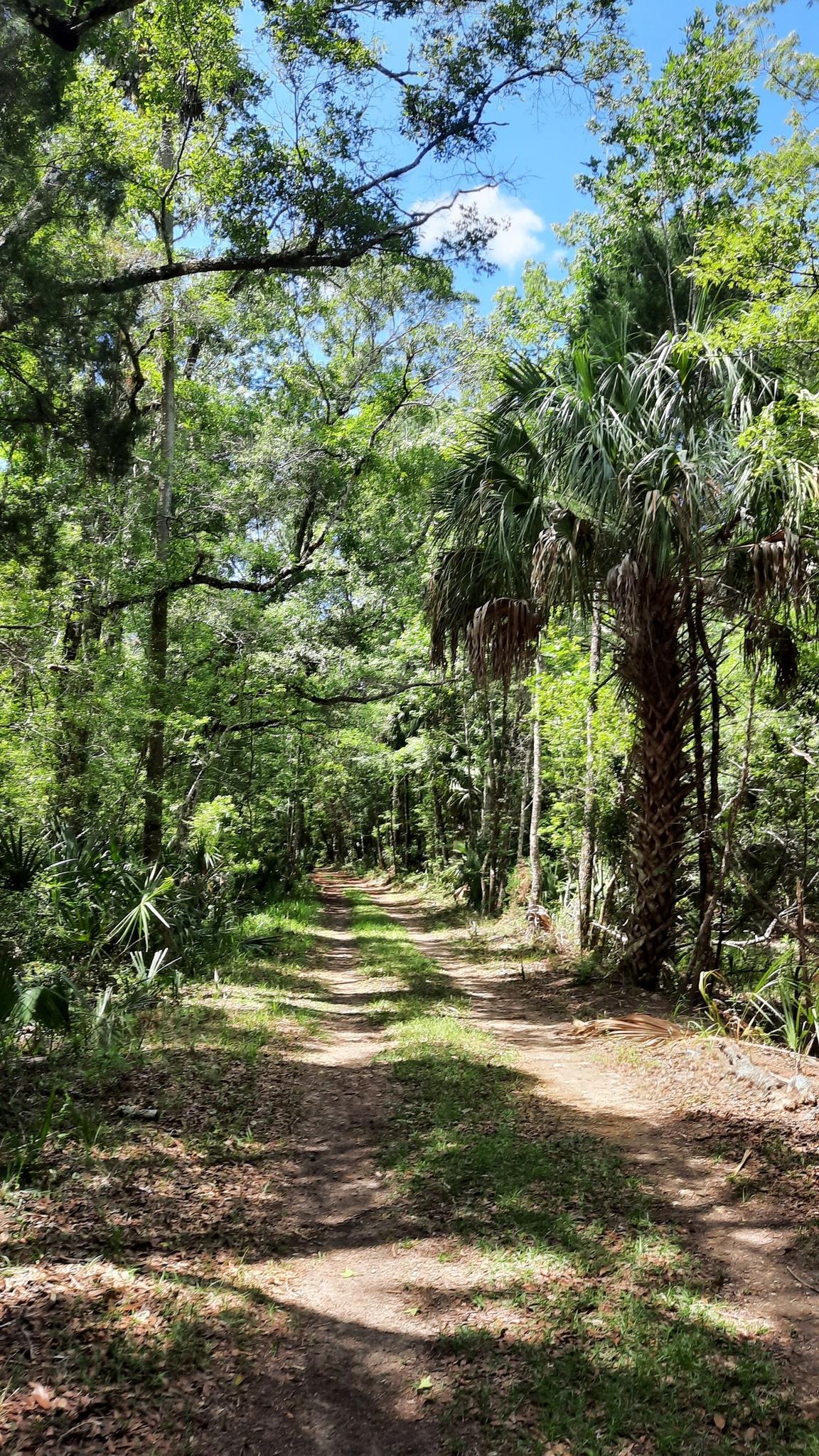 Dirt path through a dense, sunlit forest with palm trees.