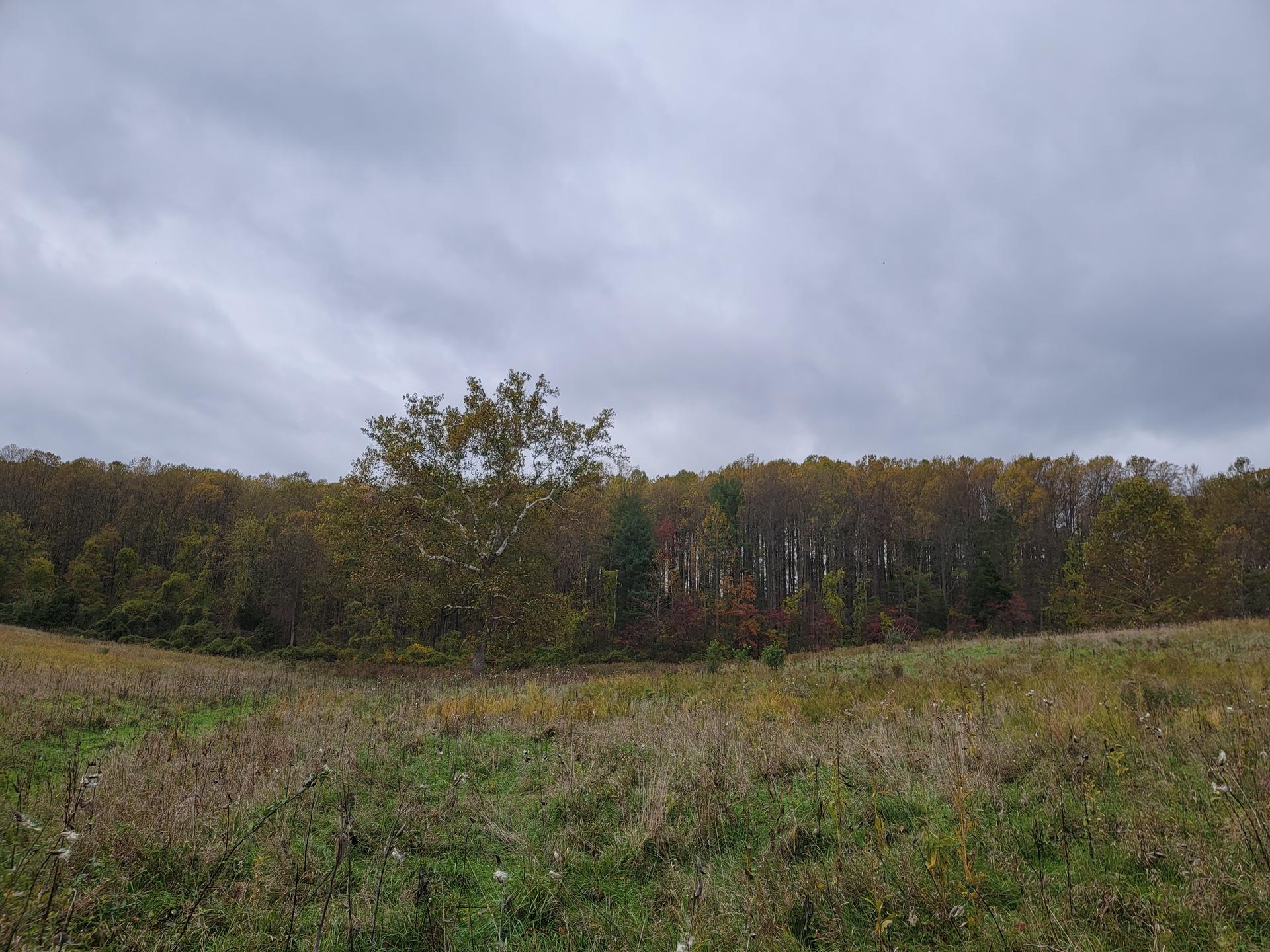 A wide grassy field with a distant forest under a cloudy sky.