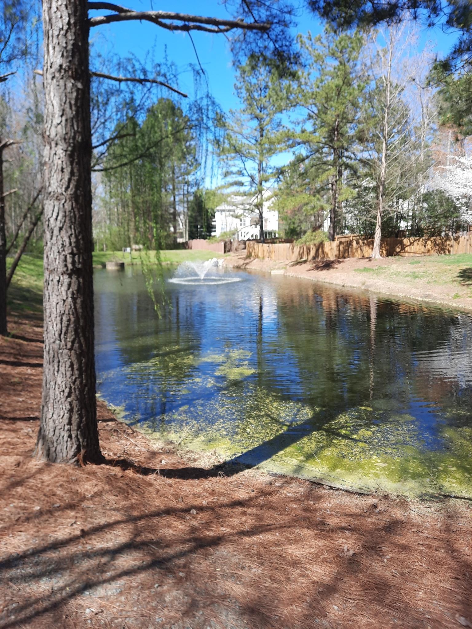 Sunny pond with a fountain, surrounded by trees and distant buildings.