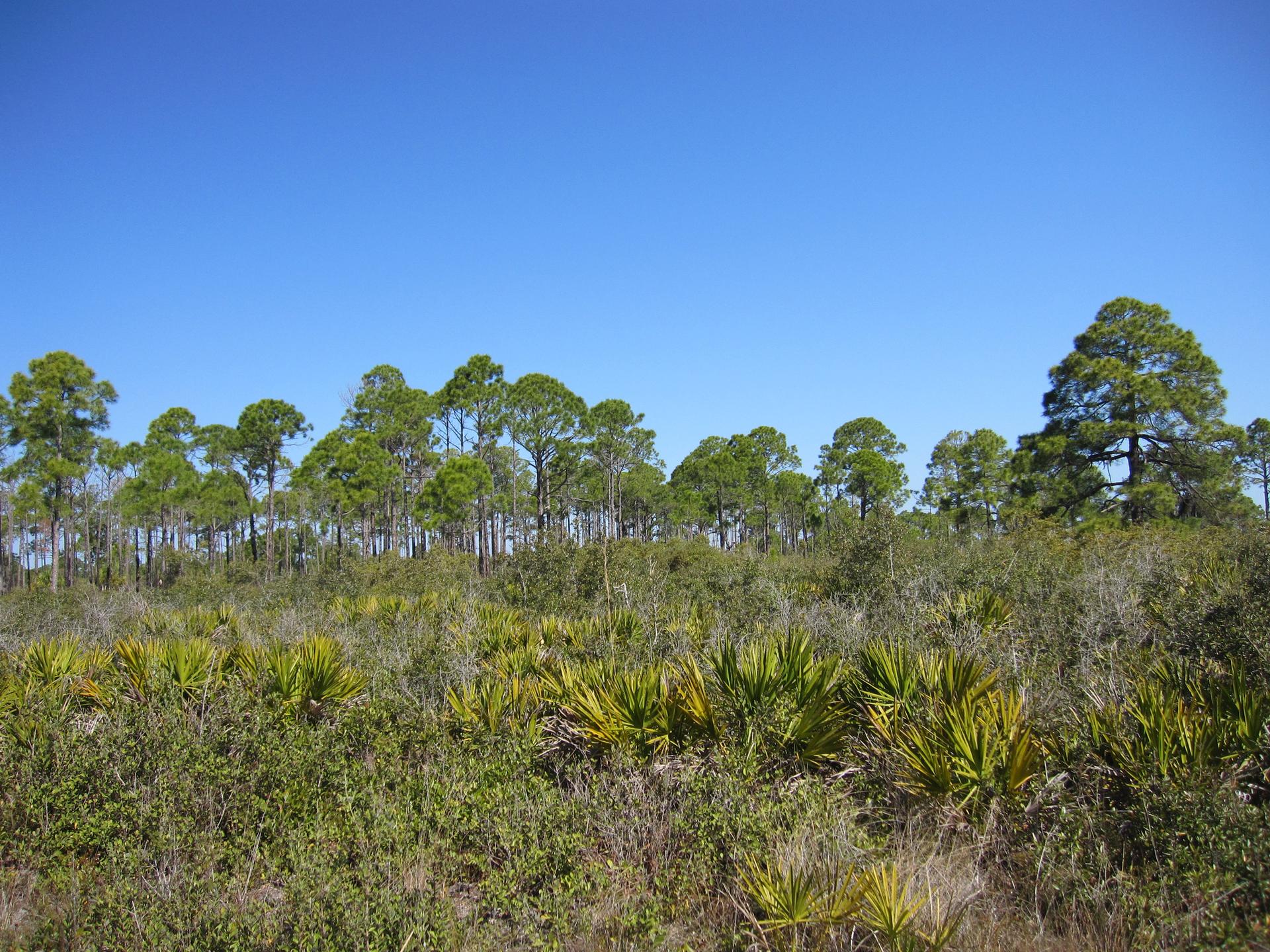 A clear blue sky above a line of tall pine trees and green scrub.