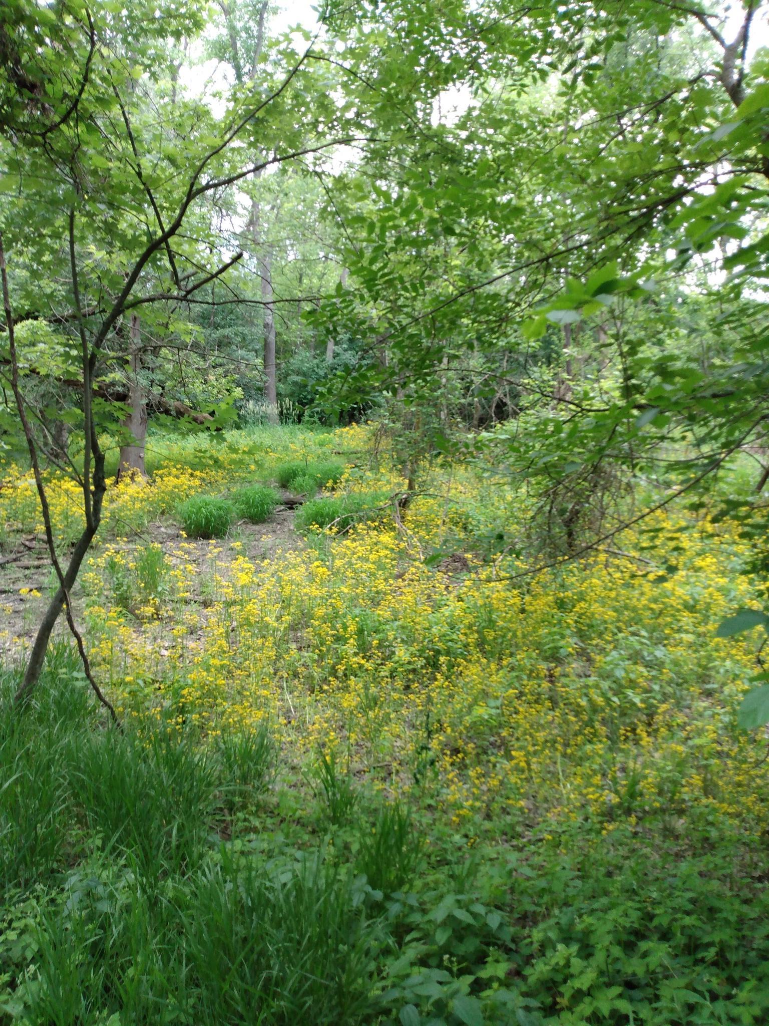 Lush green forest floor covered in yellow wildflowers under dappled light.