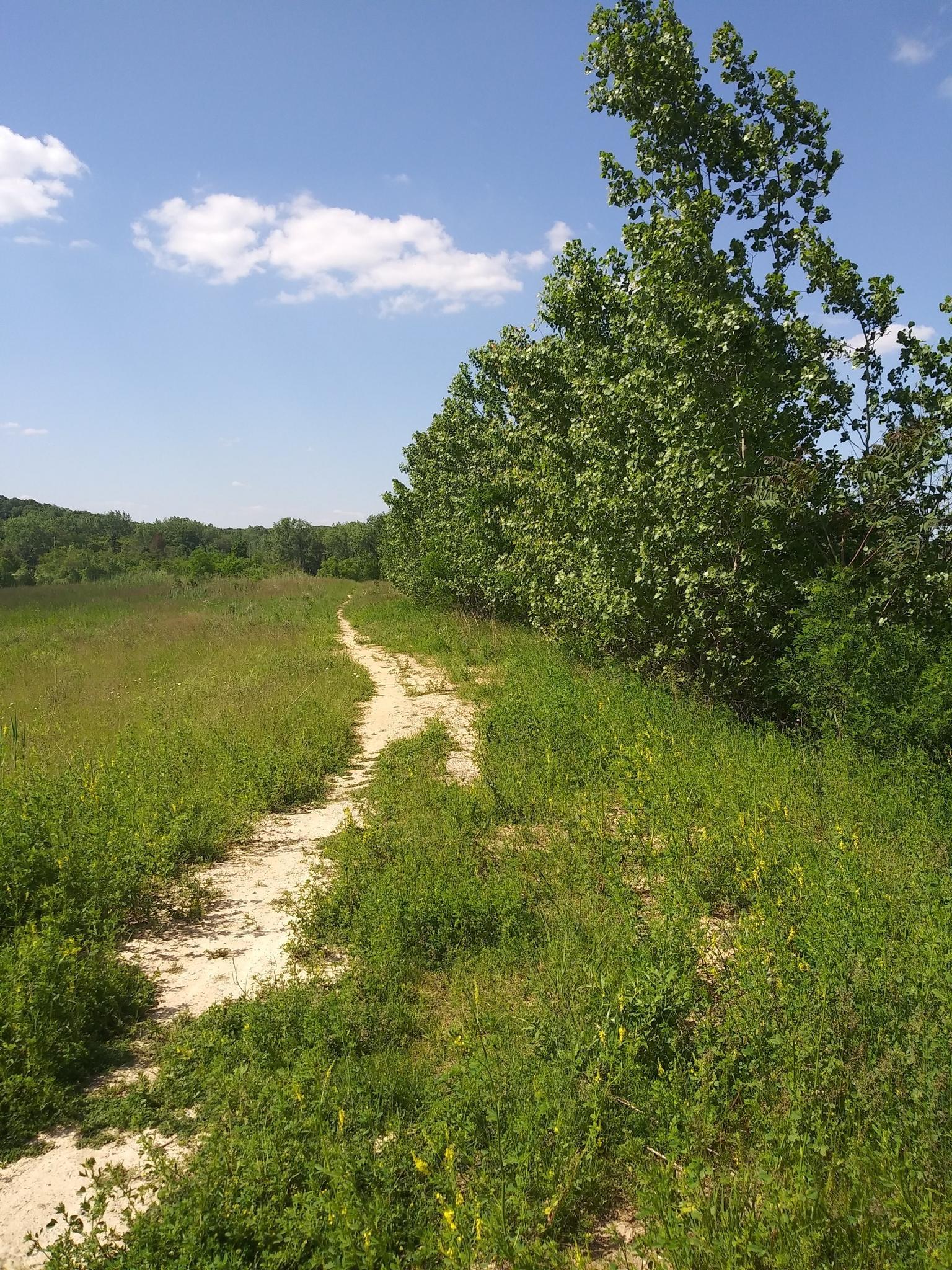 A winding dirt path through a sunny green field bordered by trees.