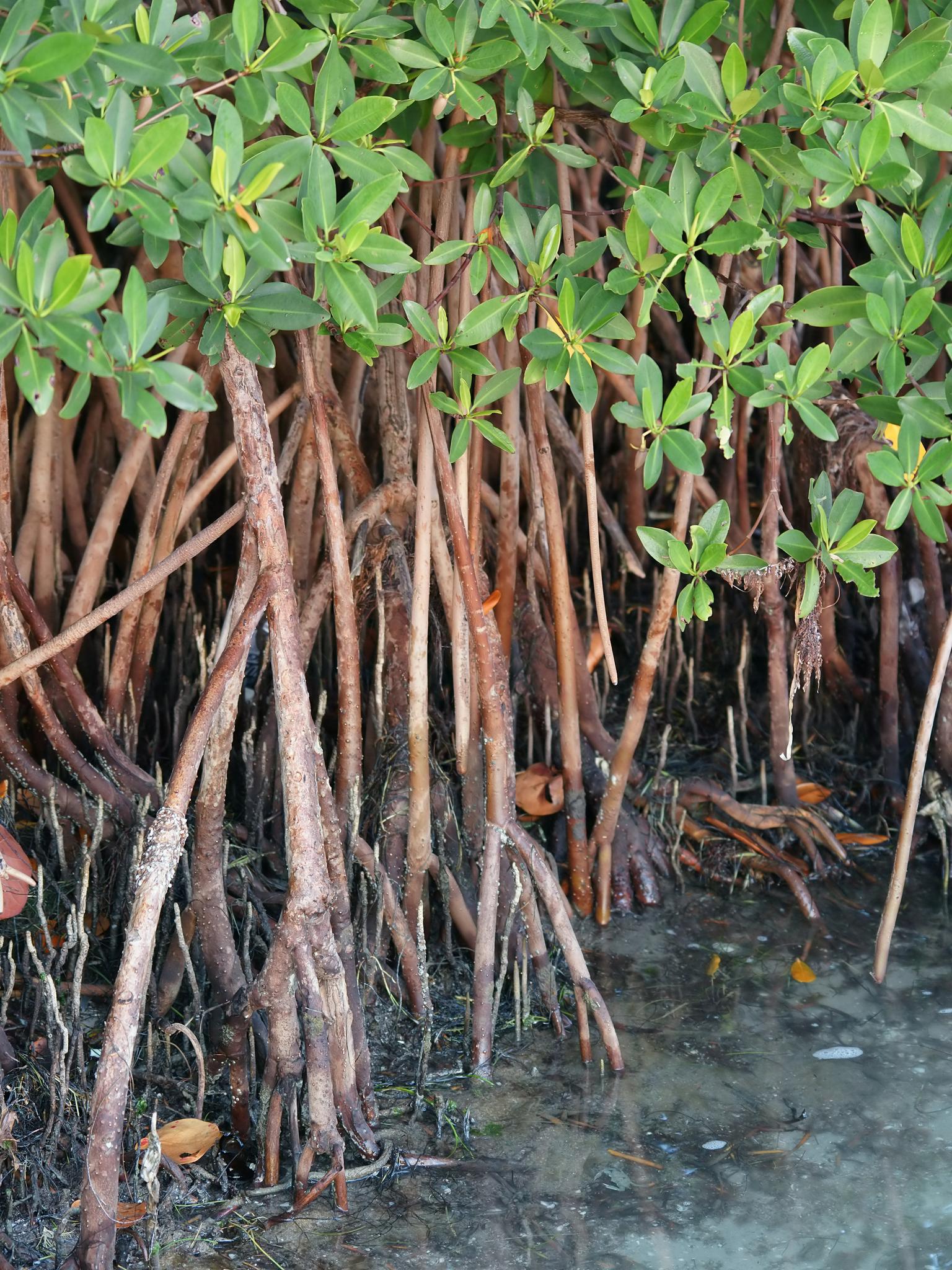 Close-up of numerous mangrove roots and green leaves extending into murky water.