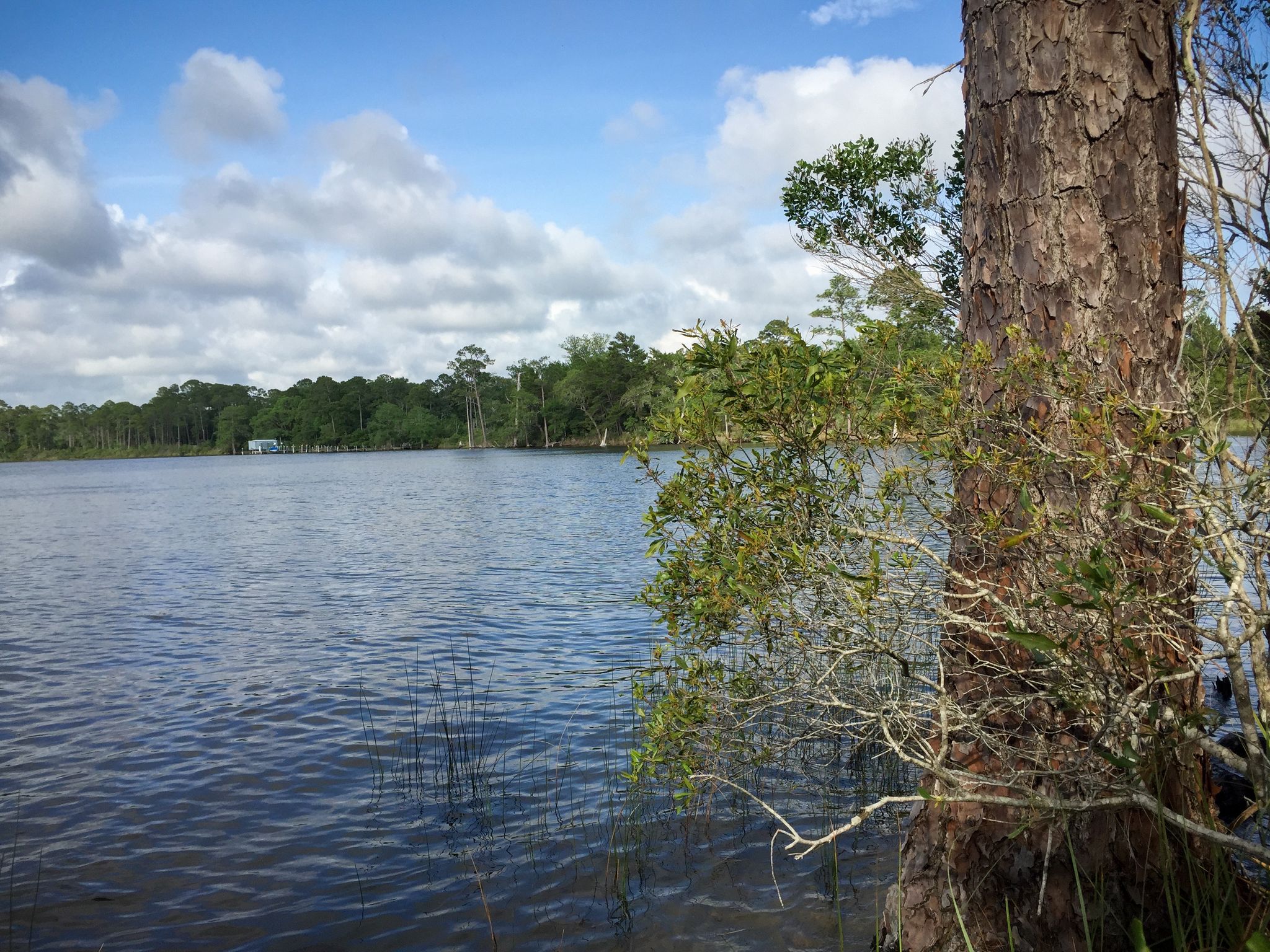 A large tree trunk frames a calm lake with a forested shore. - Sand Pine Trail