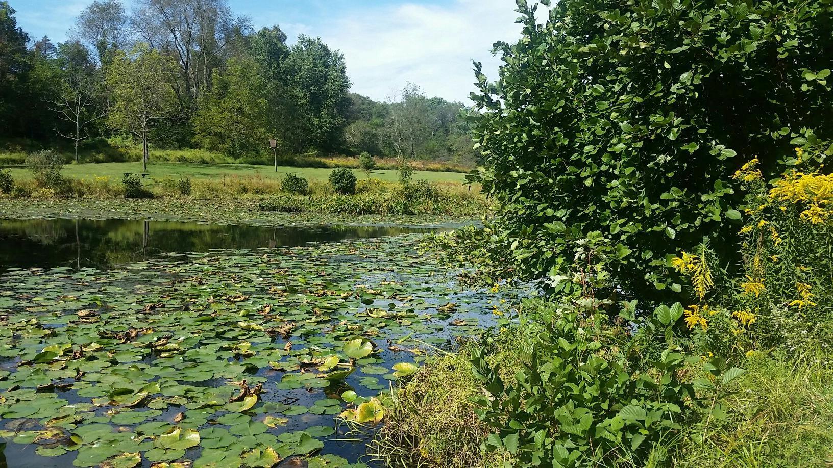 Pond covered in lily pads, surrounded by green foliage and trees.