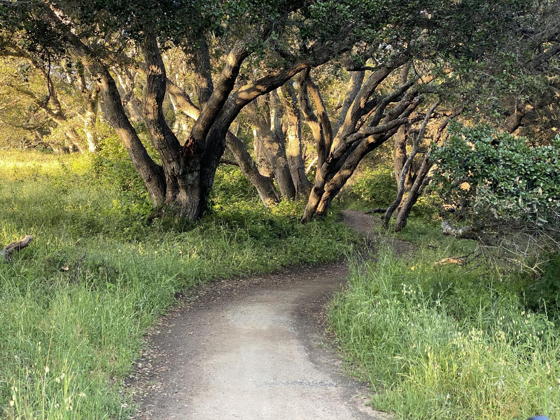 Shaded dirt path winding through a grove of gnarled trees.