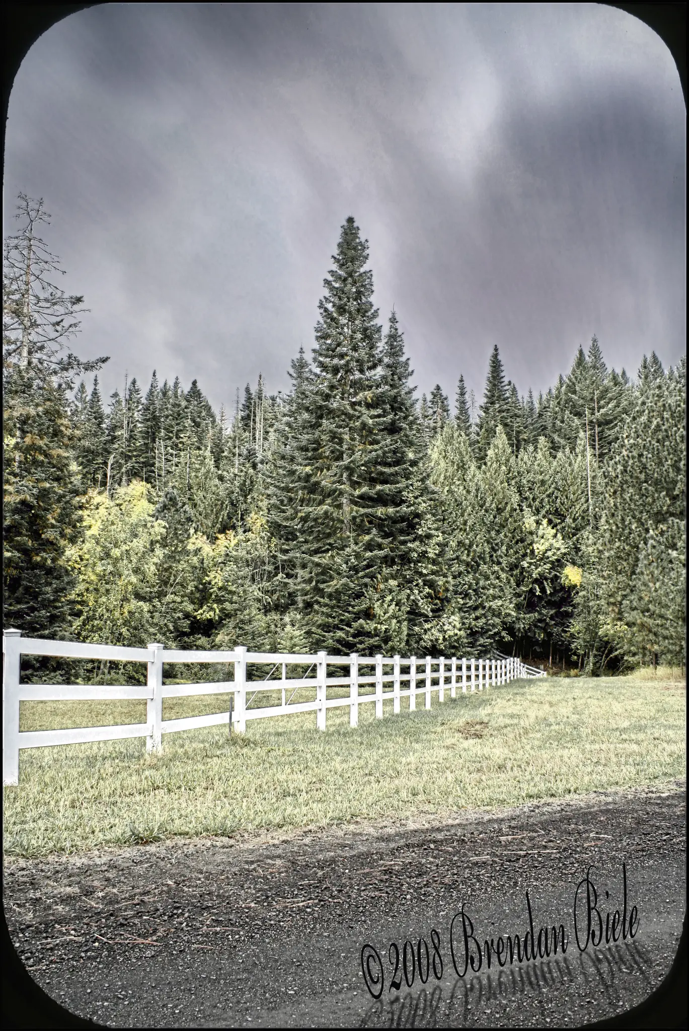 White fence leading into a dense evergreen forest under a cloudy sky.