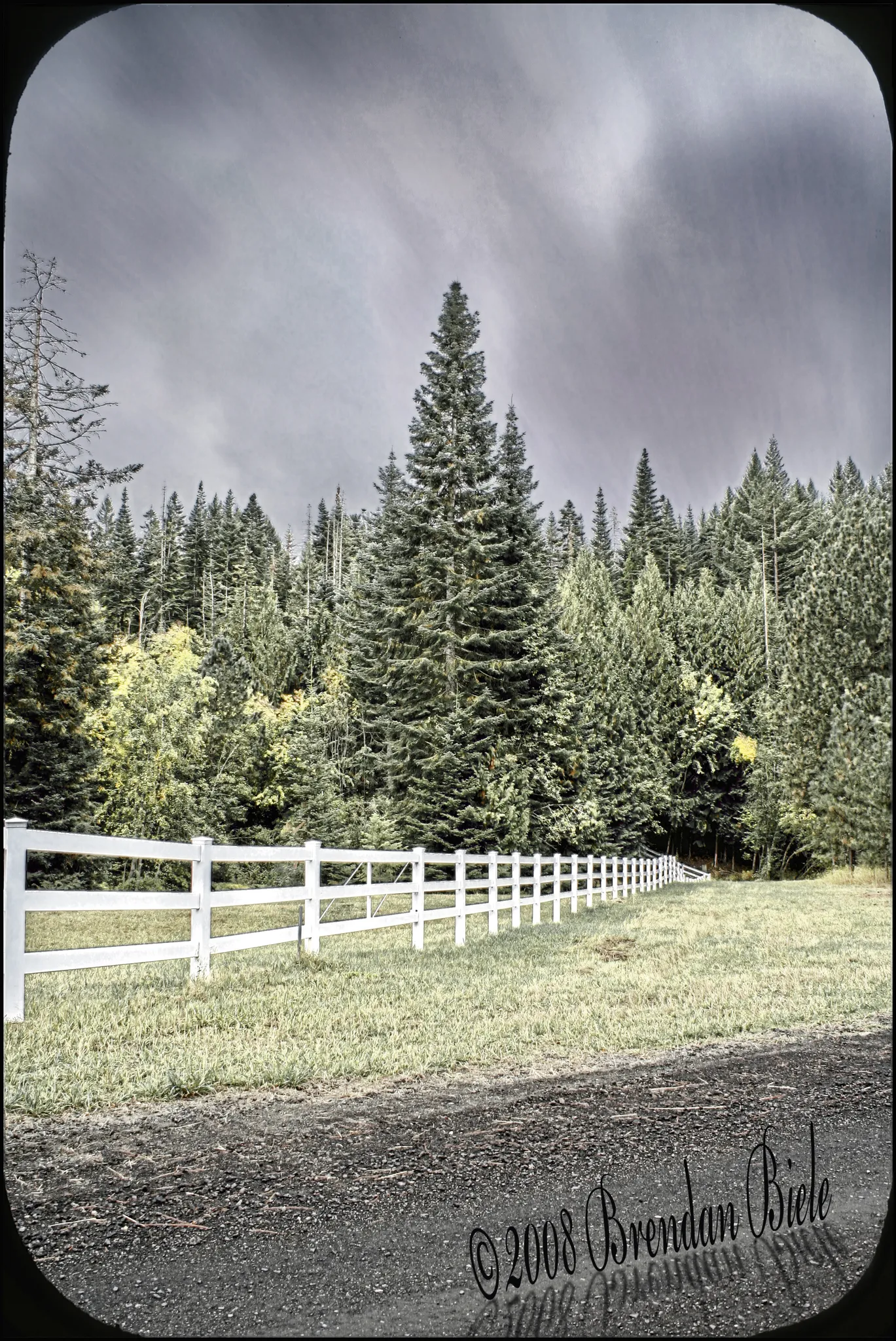 White fence leading into a dense evergreen forest under a cloudy sky. - California Creek Trail