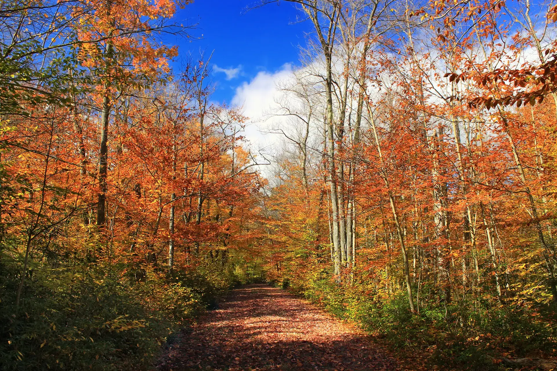 A sunlit forest path covered in vibrant autumn leaves under a blue sky.