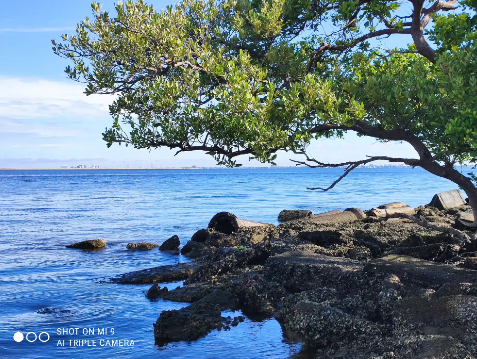 Bright blue ocean meets a rocky shore with a green tree branch overhead.