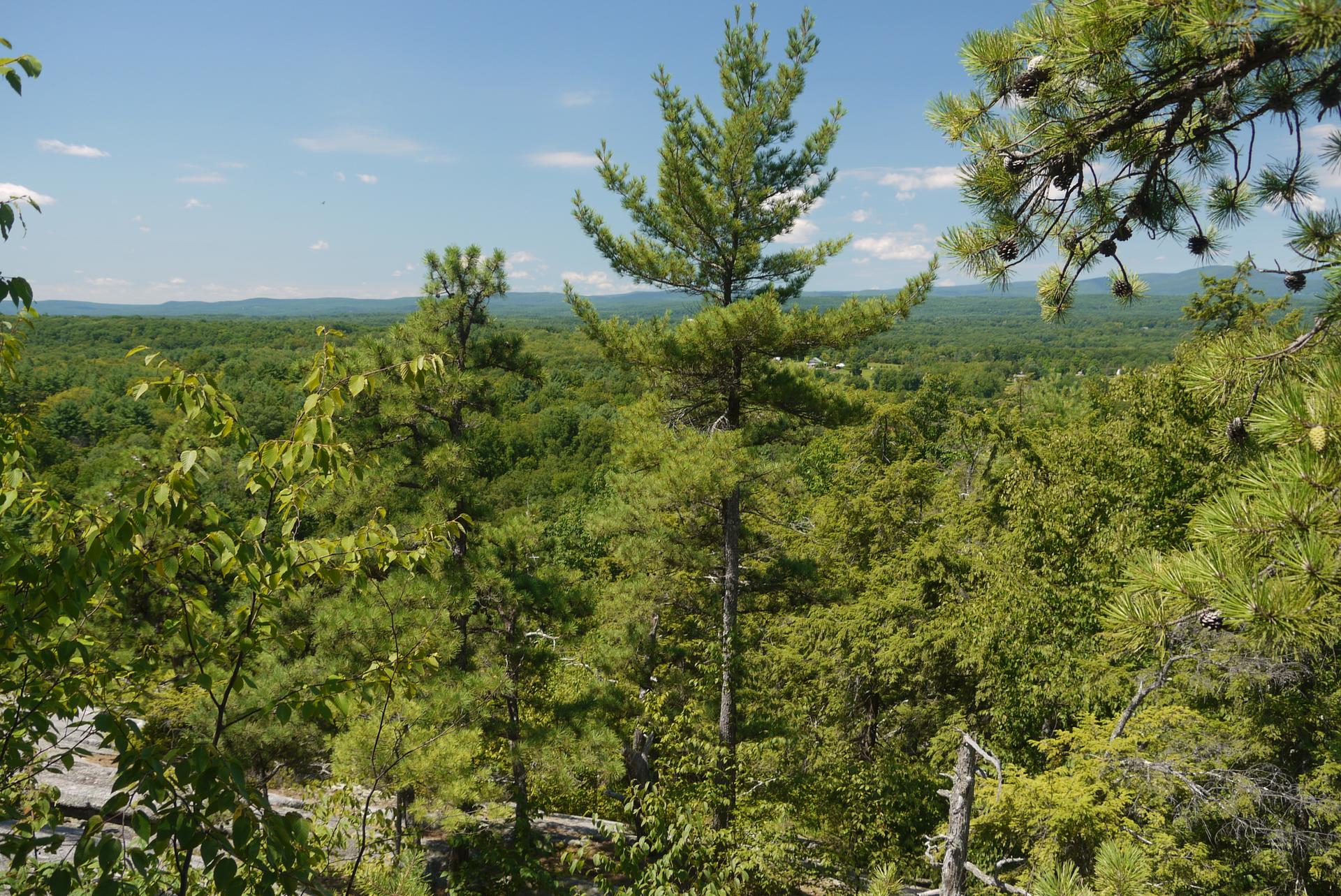 Dense green forest canopy viewed from above, under a clear blue sky.