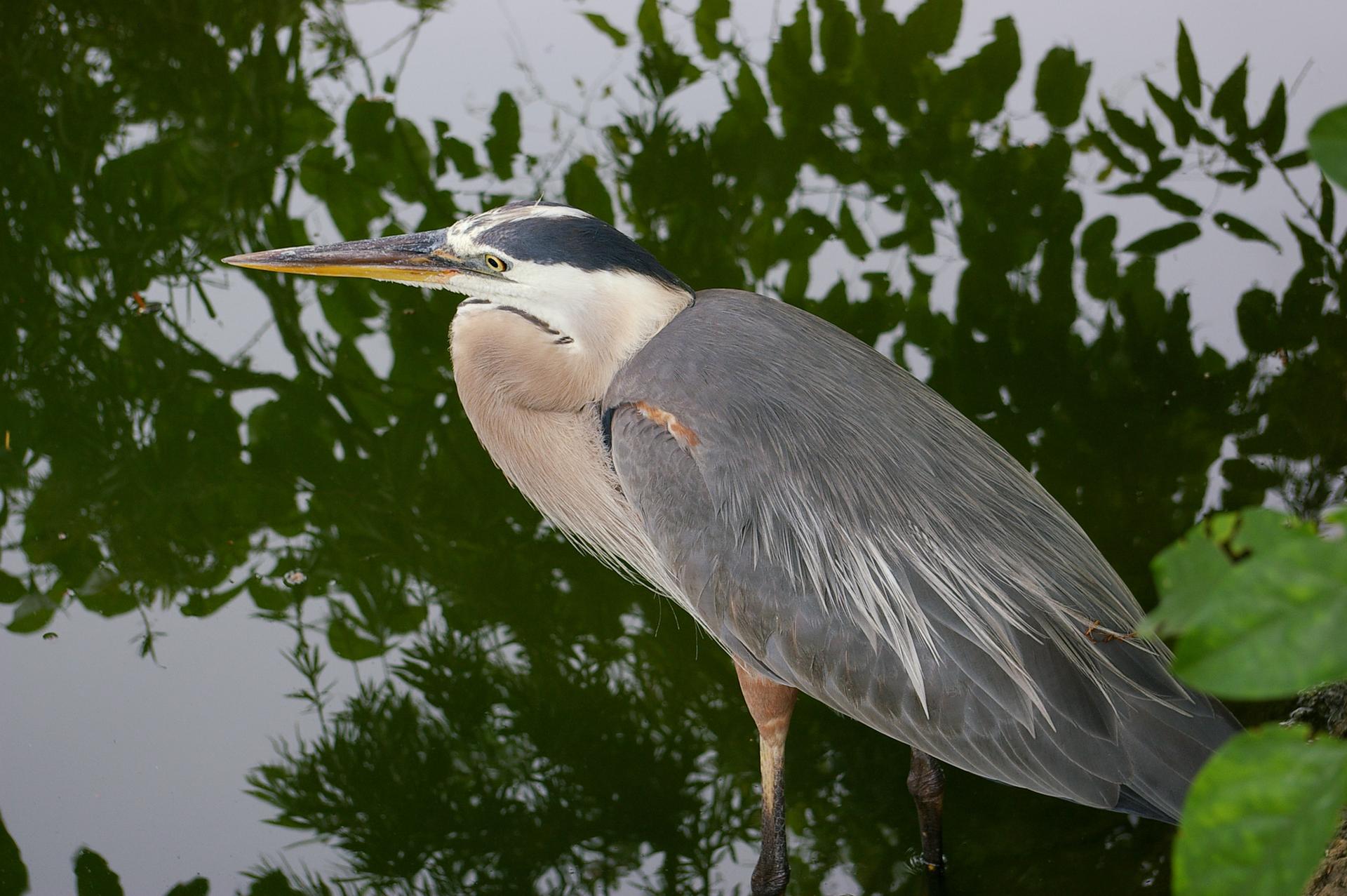 A great blue heron stands by water reflecting green foliage.