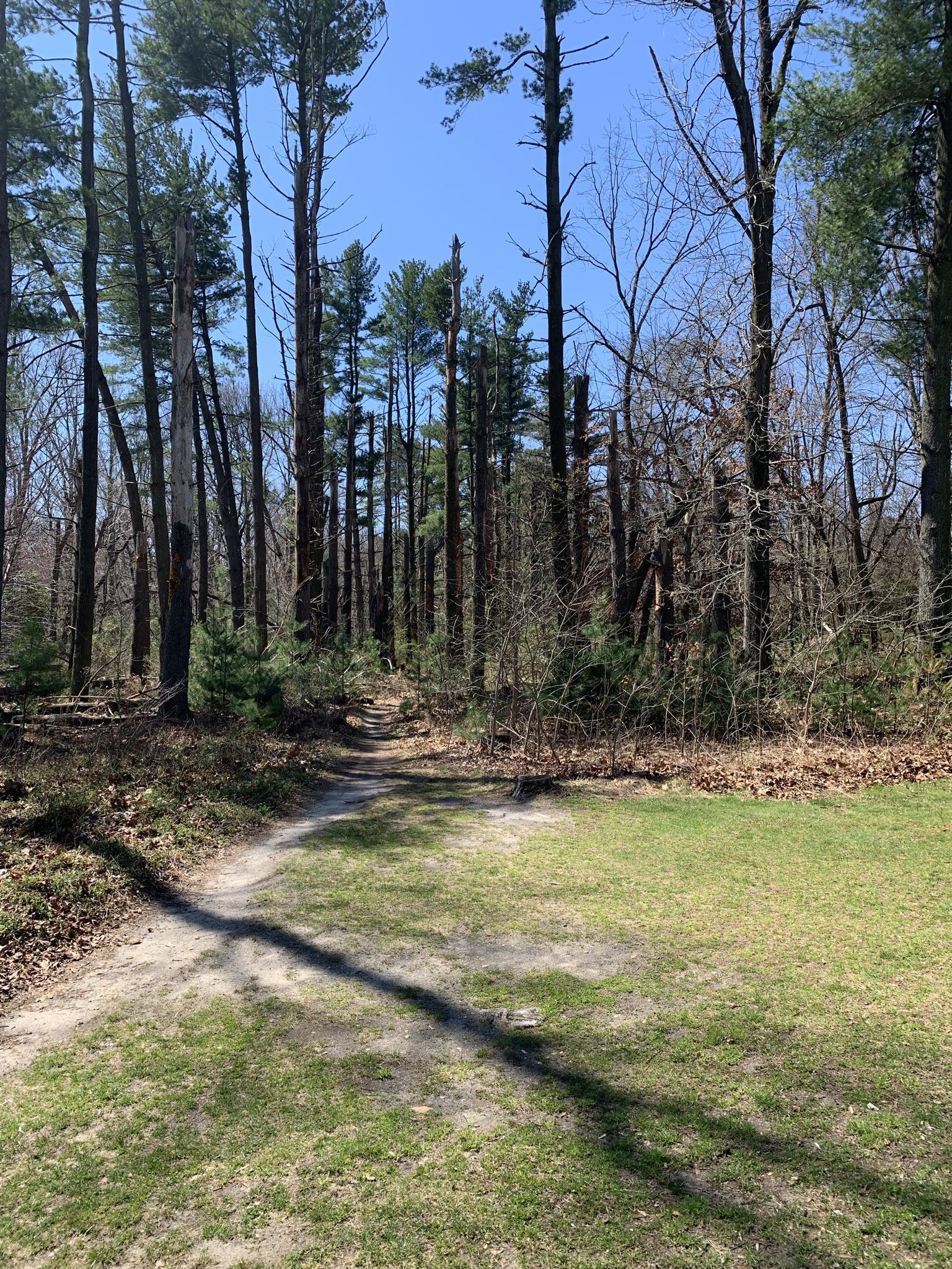 A sunlit dirt path enters a dense forest of tall pine trees.