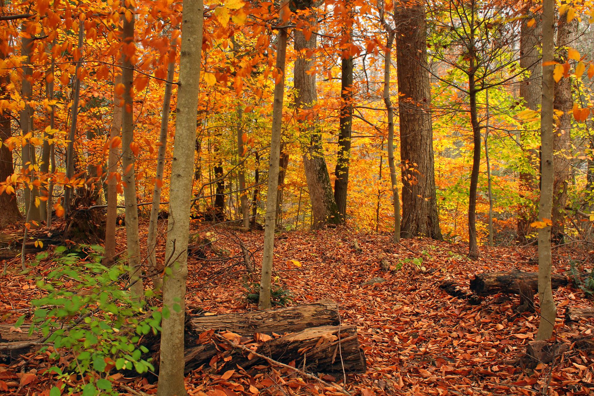 Dense forest with vibrant orange and yellow autumn foliage, warm light.
