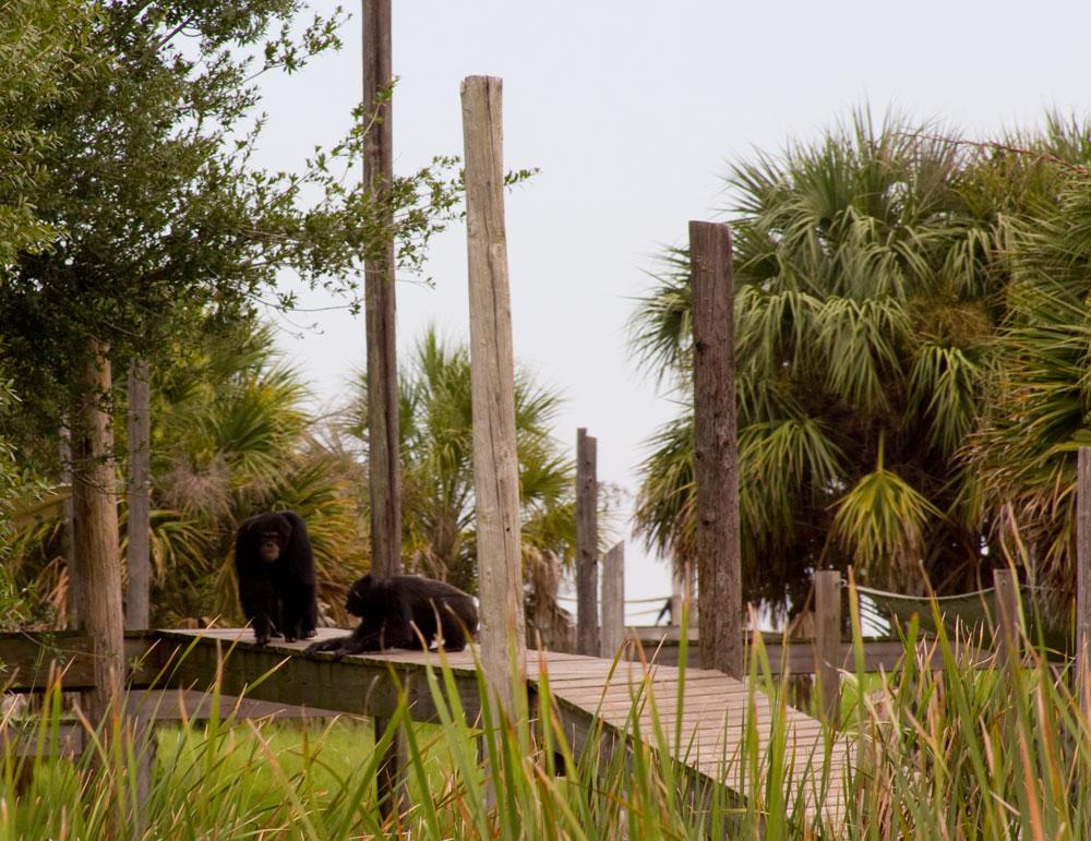 Two dark primates rest on a wooden boardwalk amidst lush green plants under an overcast sky.