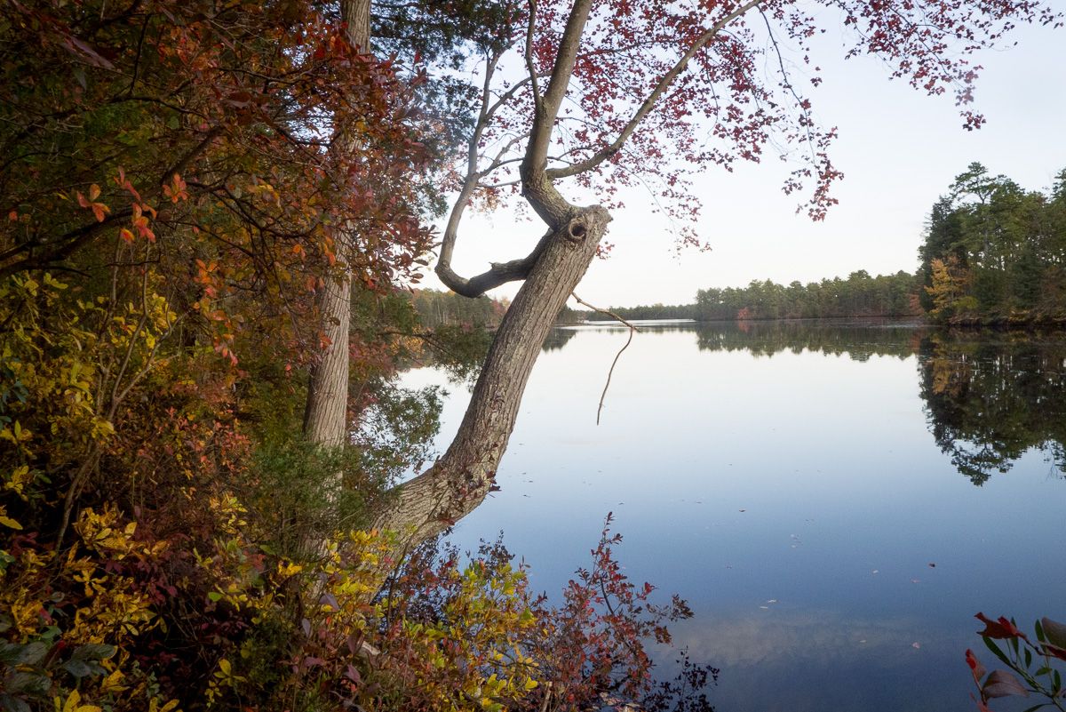 Calm lake reflecting autumn trees under a clear sky. - Atsion Lake loop