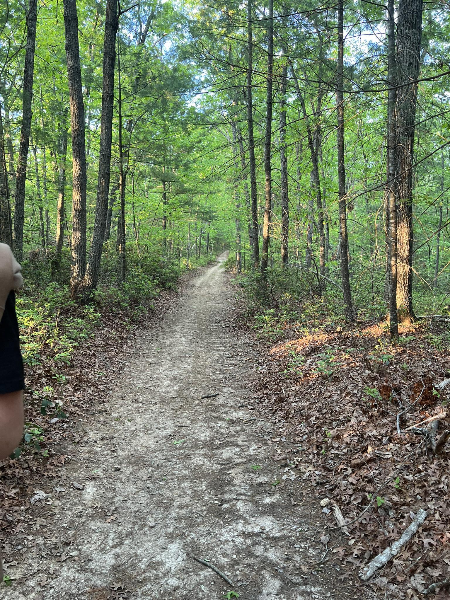 Person walks on a dirt path through a sunlit, dense green forest.