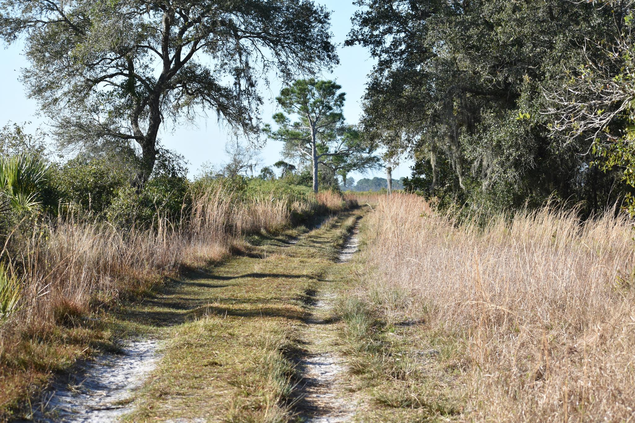 A sunny, grassy dirt path winding through tall dry vegetation and trees.