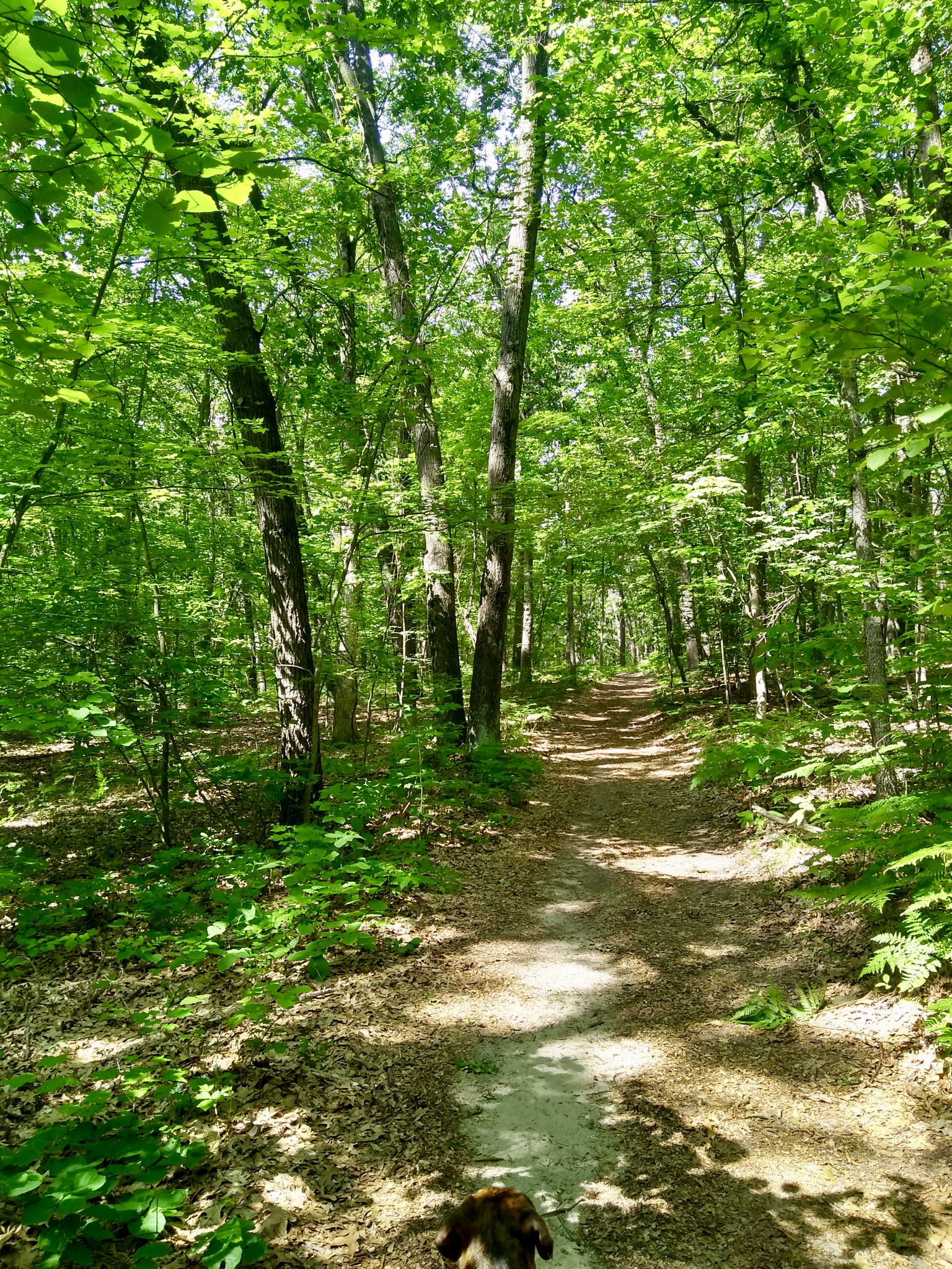 A dog on a sun-dappled dirt path through a vibrant green forest. - Cascade Peace Park Trail loop