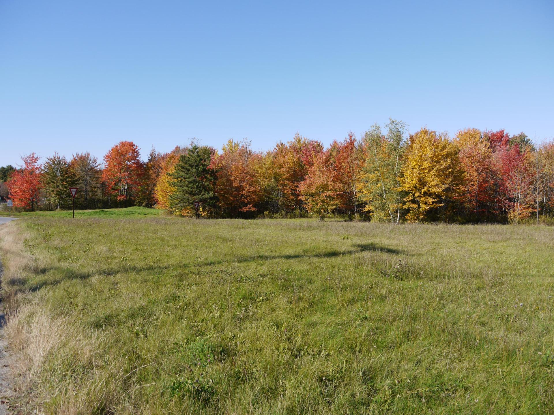 Sunny green field with vibrant autumn trees under a clear blue sky.